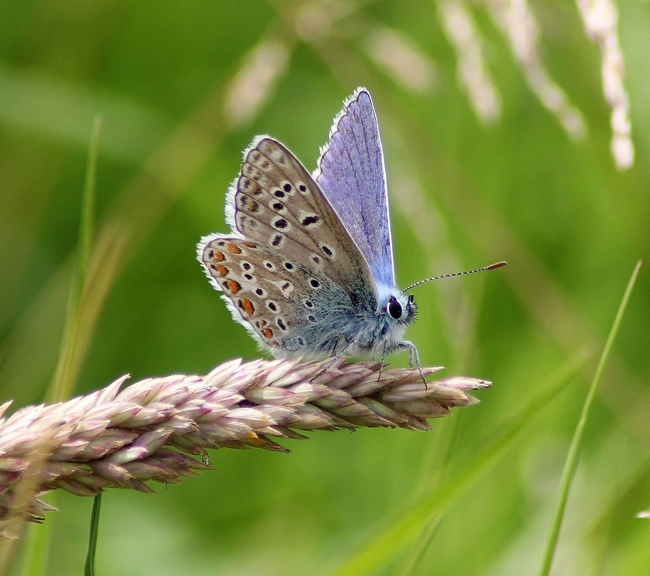 Adonis Blue