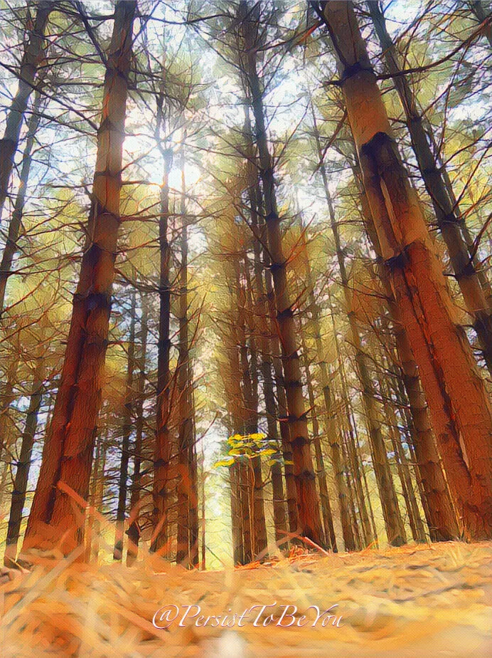 Forest Floor