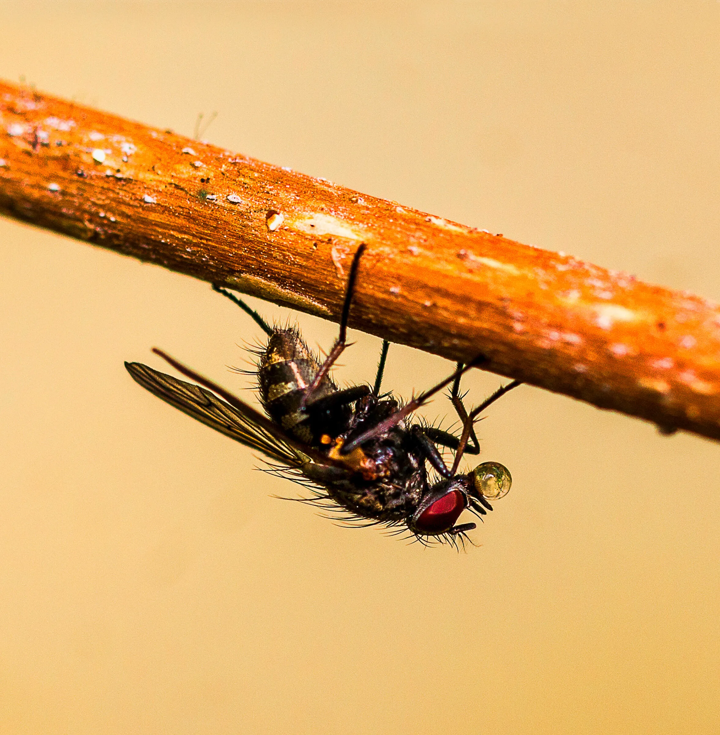macro flies