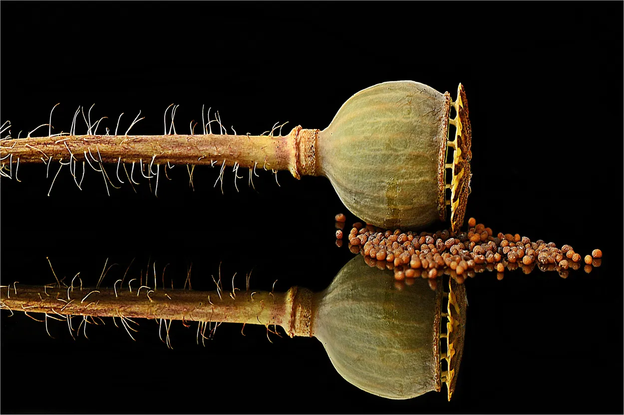 Entry 17543144