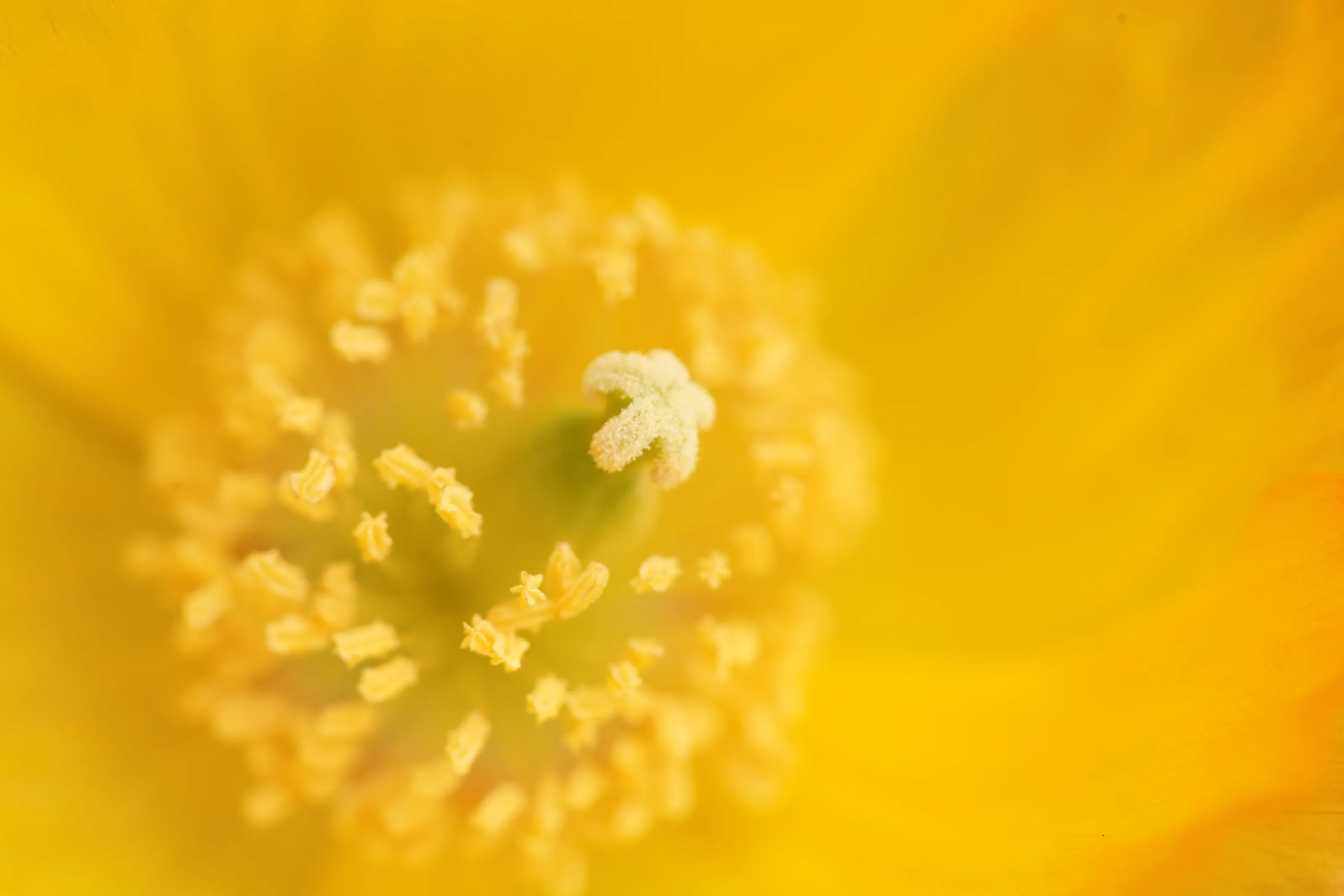 Awaiting the pollinator