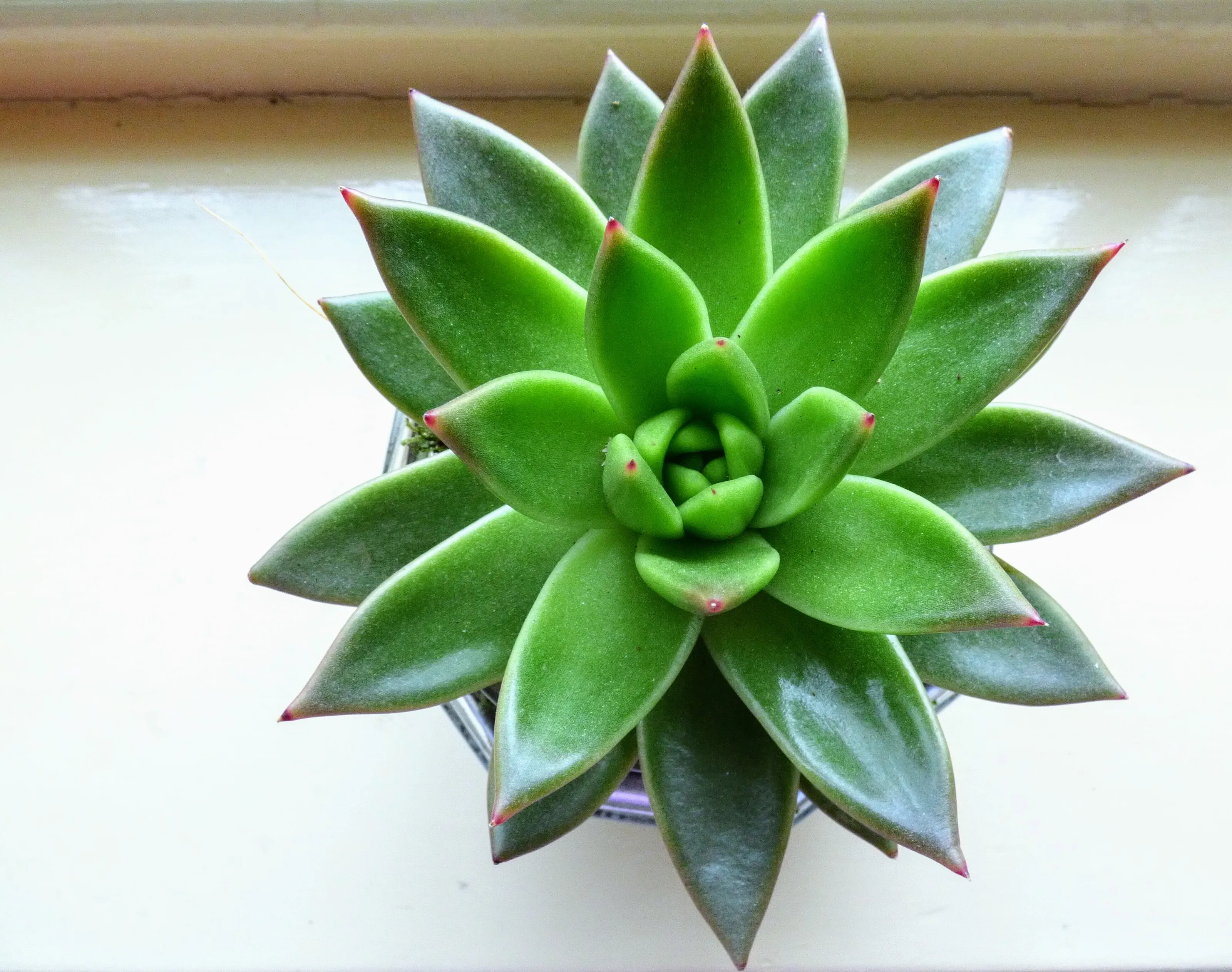 Succulent on a Windowsill