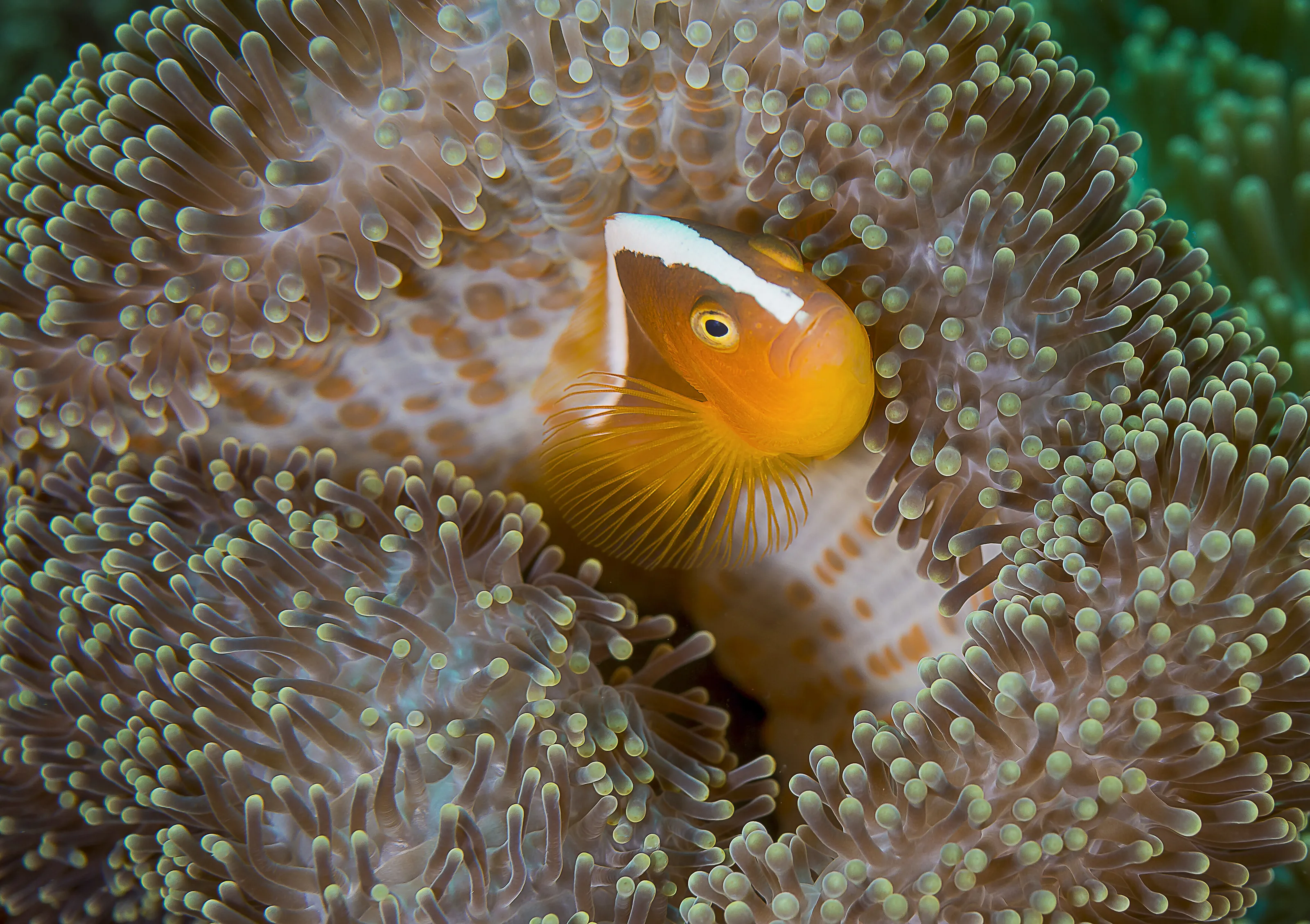 Eastern skunk anemonefish
