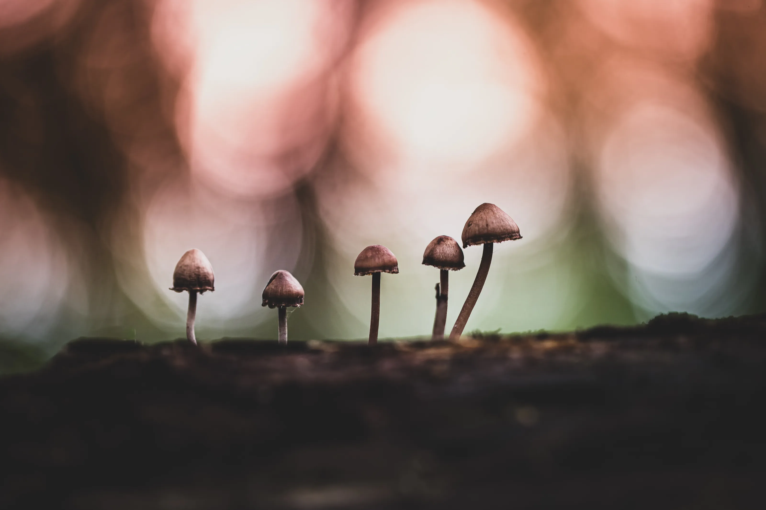 Mushroom family