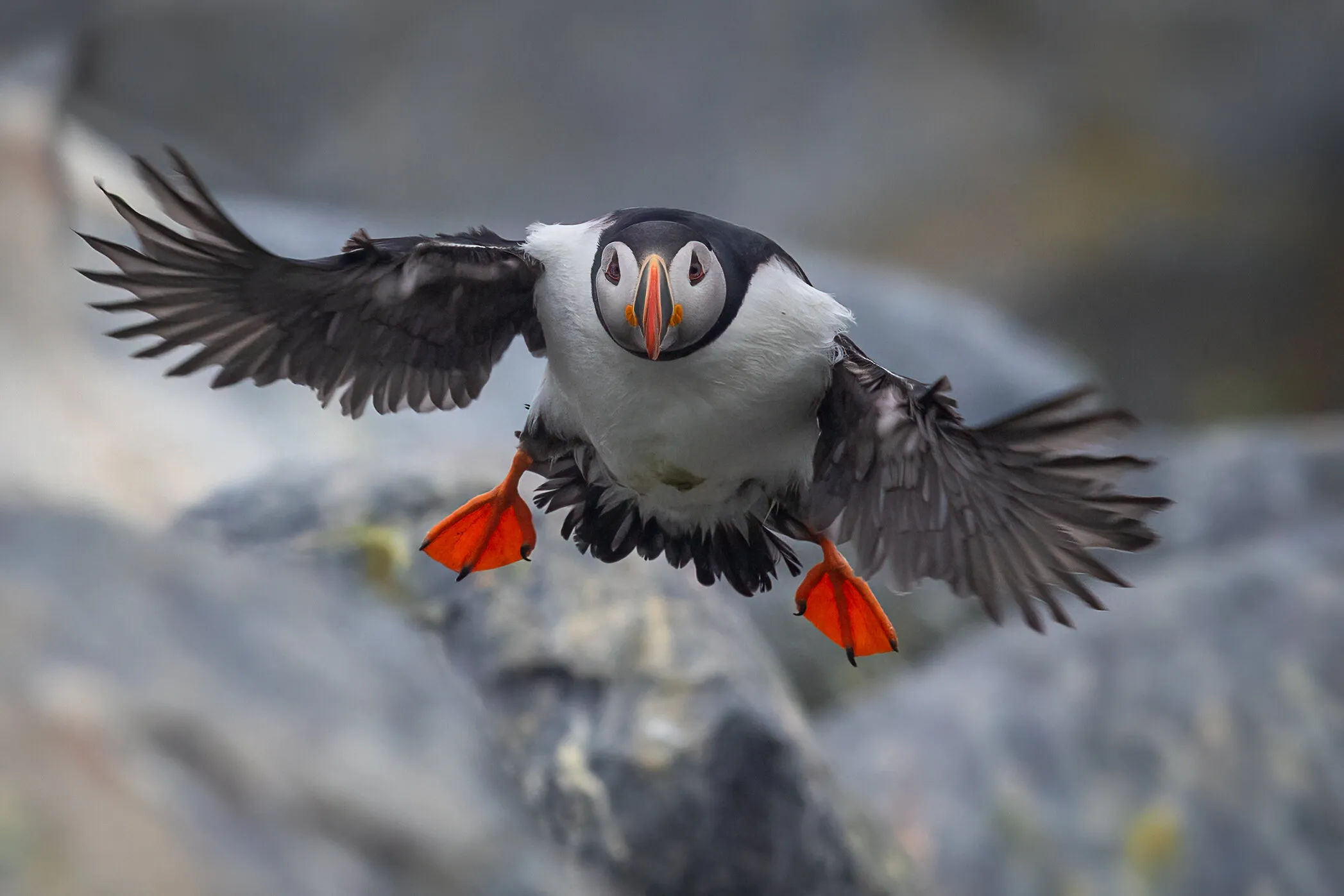Puffin flying at ya...