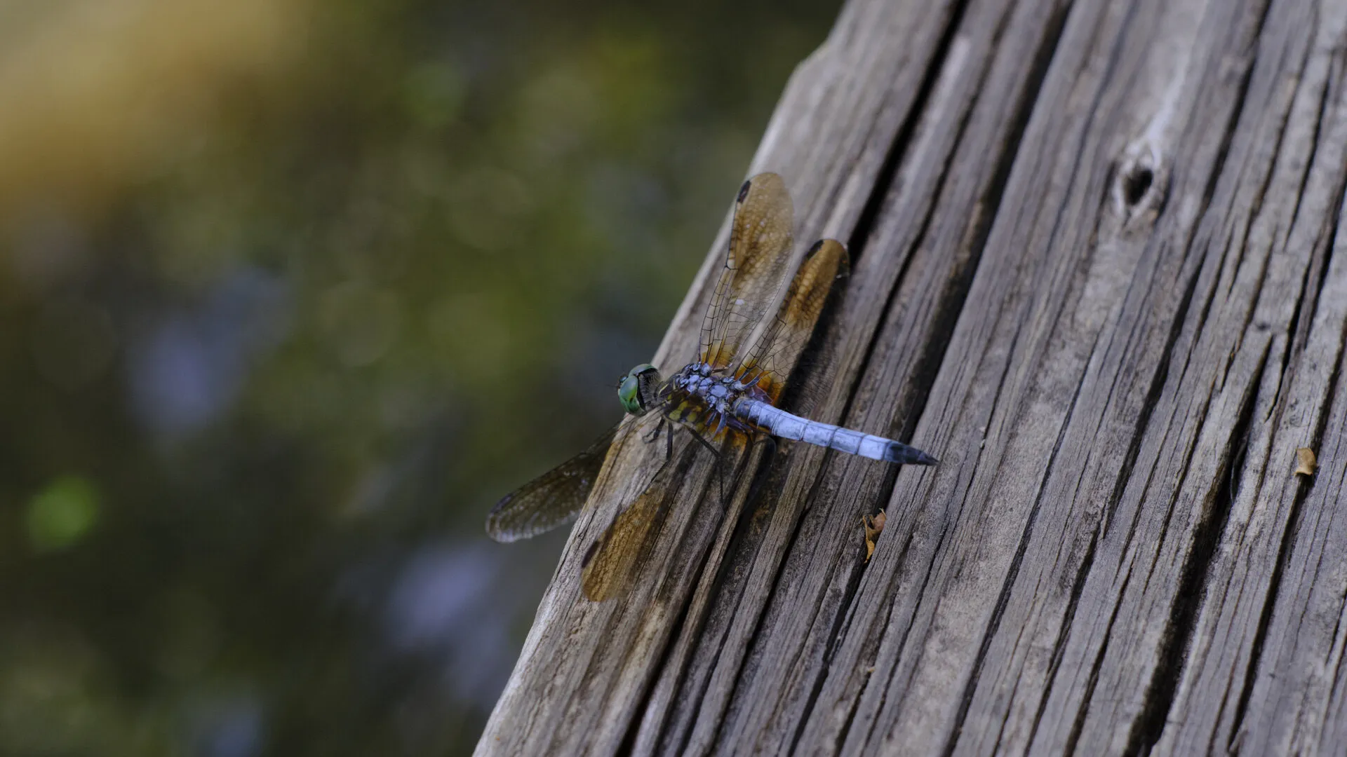 Texas Dragonfly Looks On