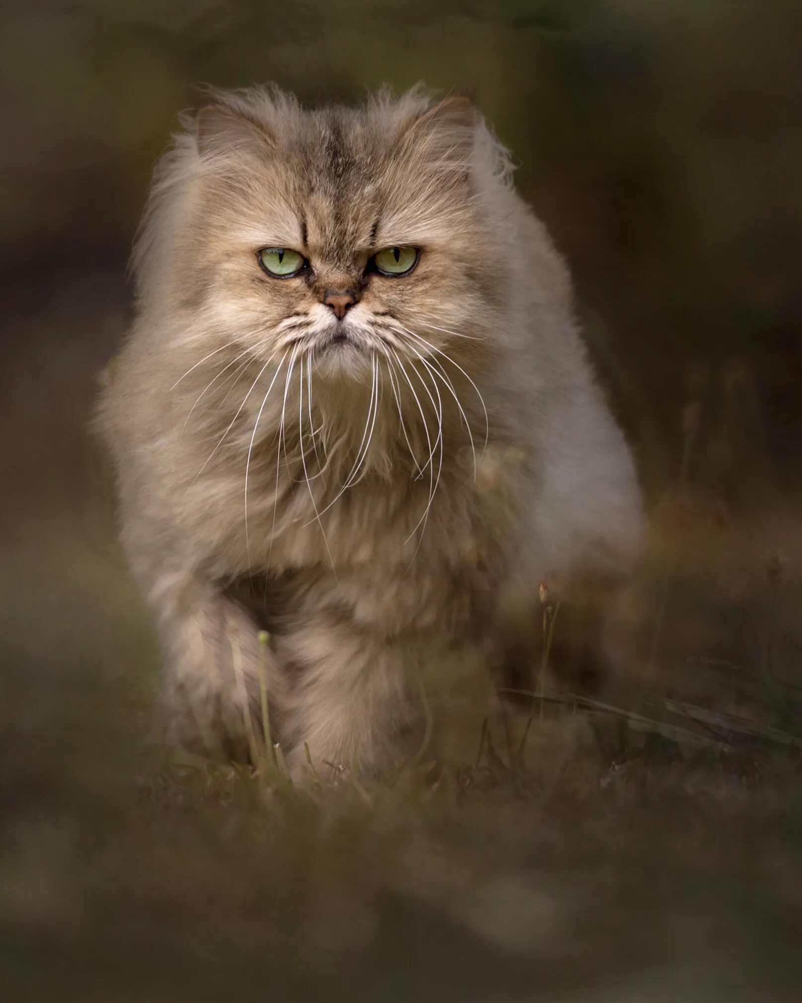 The Stalker