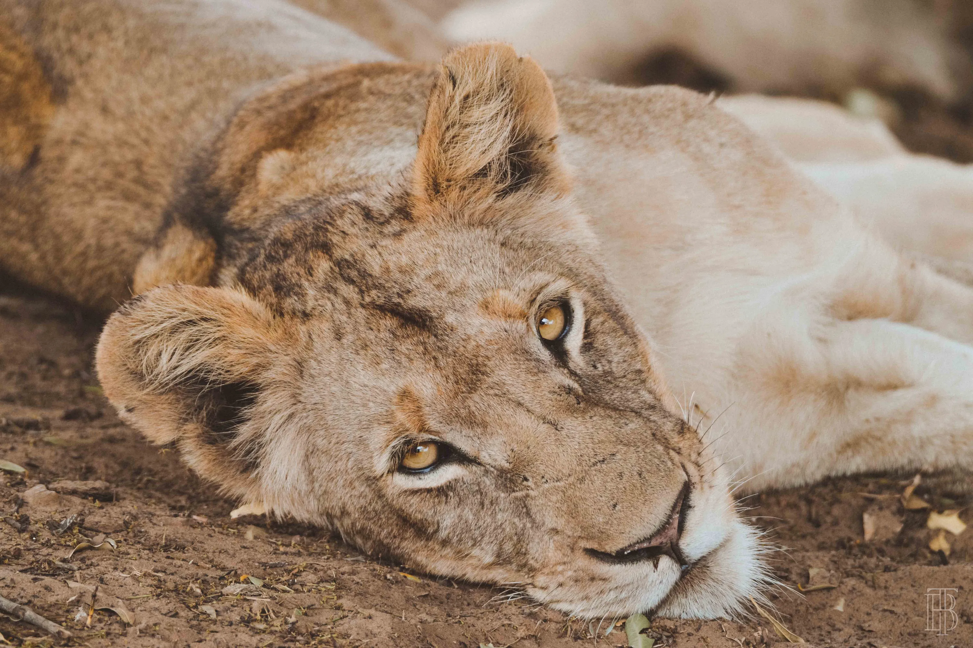 Lioness from the Pom Pom Pride