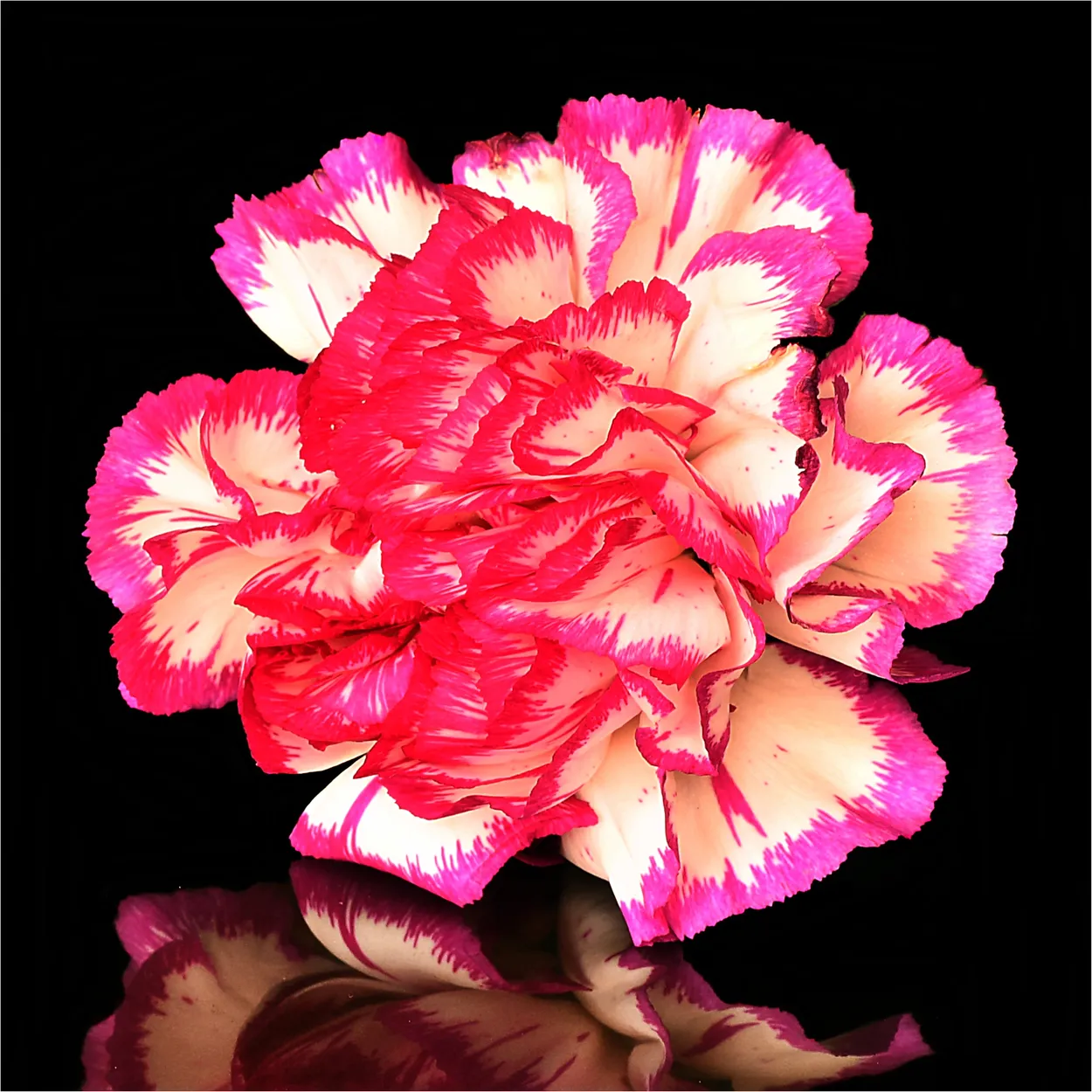 Entry 10588356