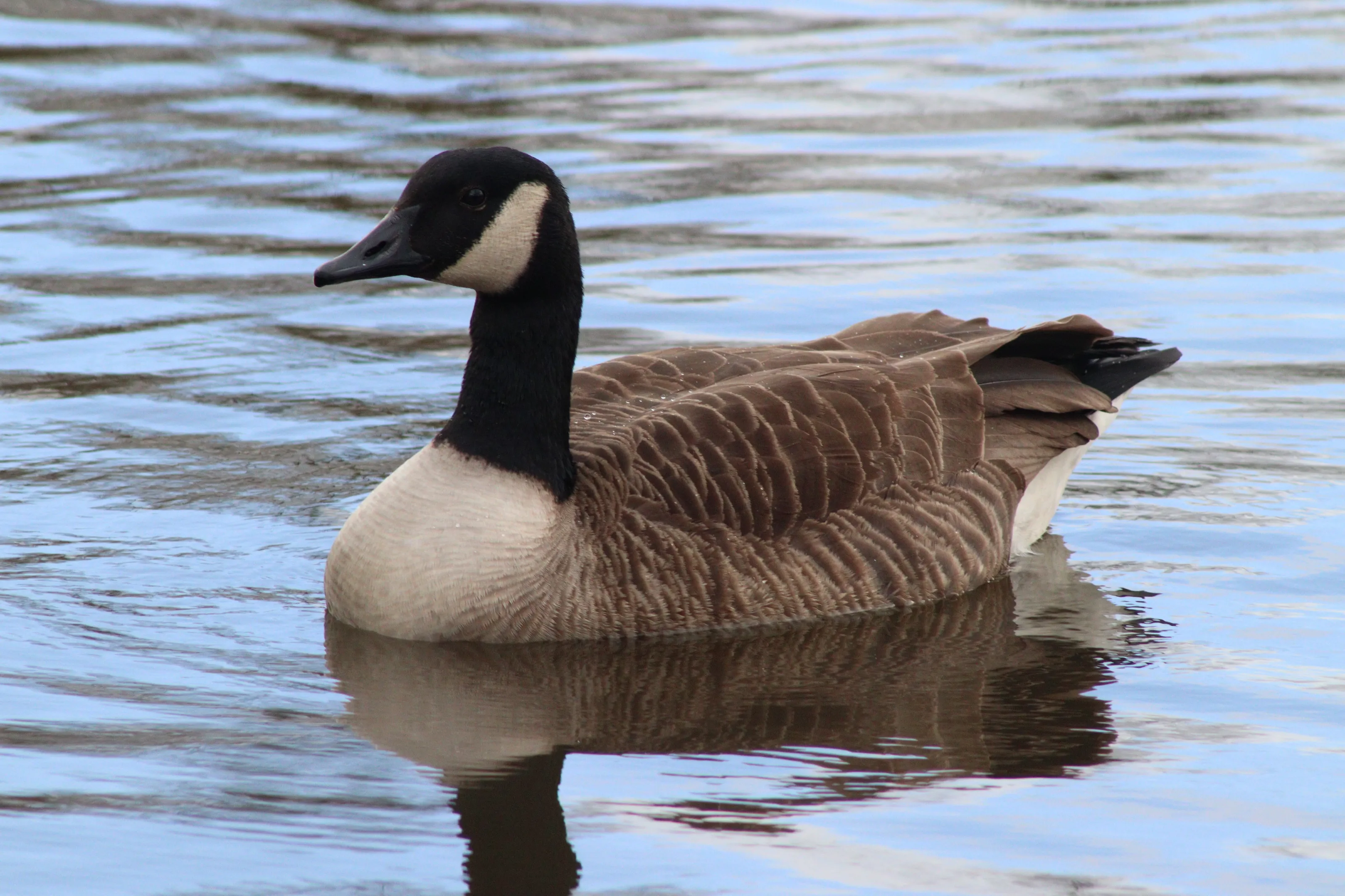 Bird in a pond