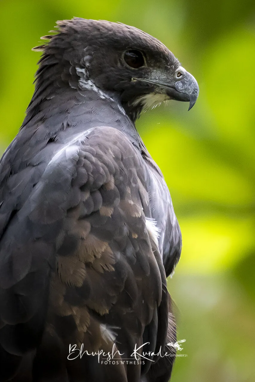 Changeable Hawk Eagle (Dark Morph)