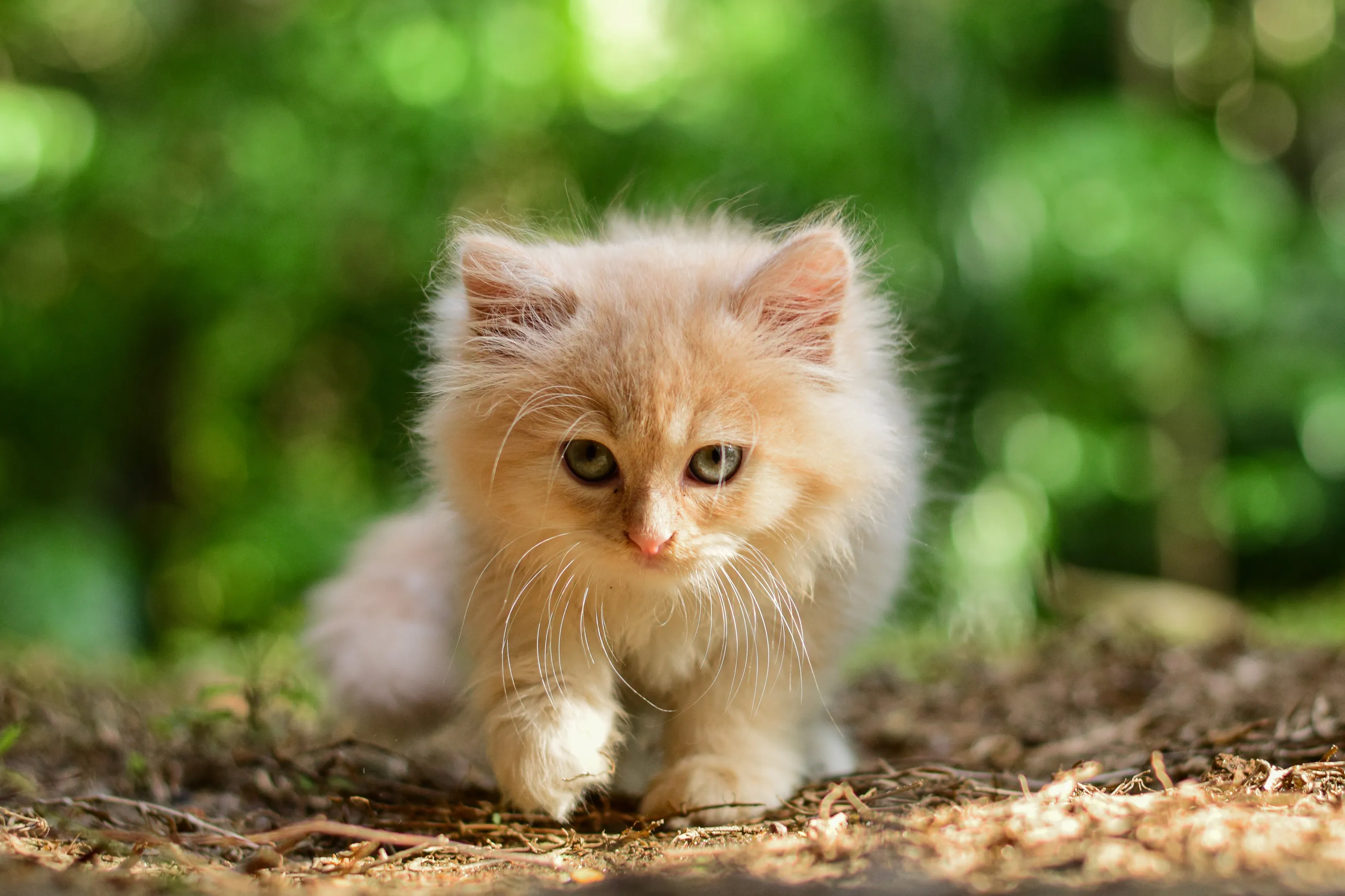 cat