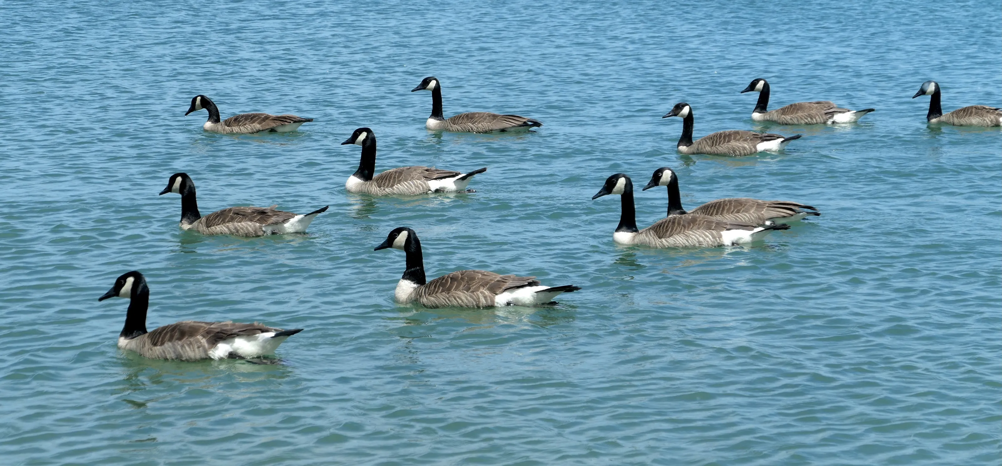 Geese on the Lake