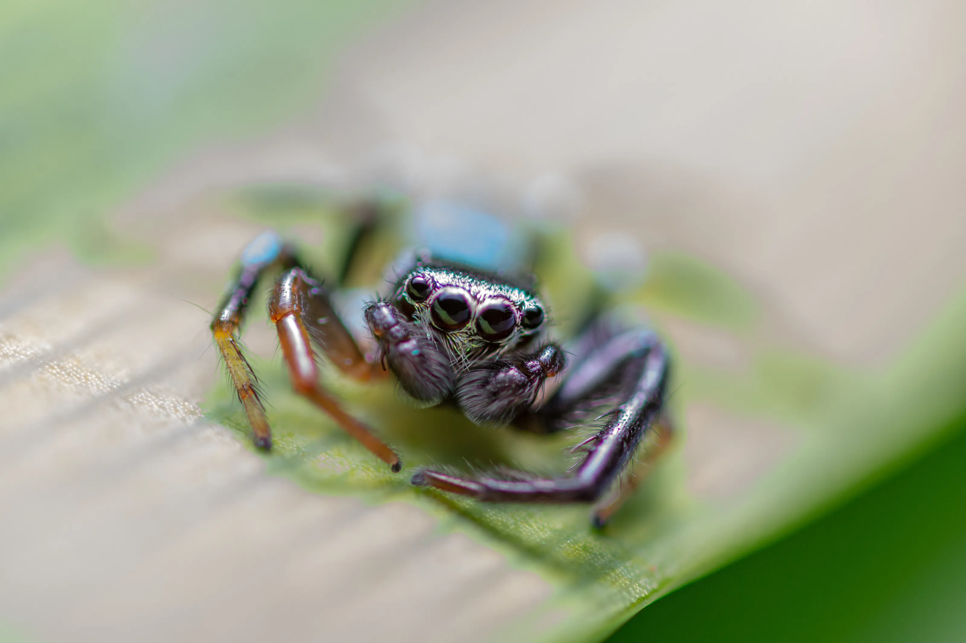 my pet the jumping spider