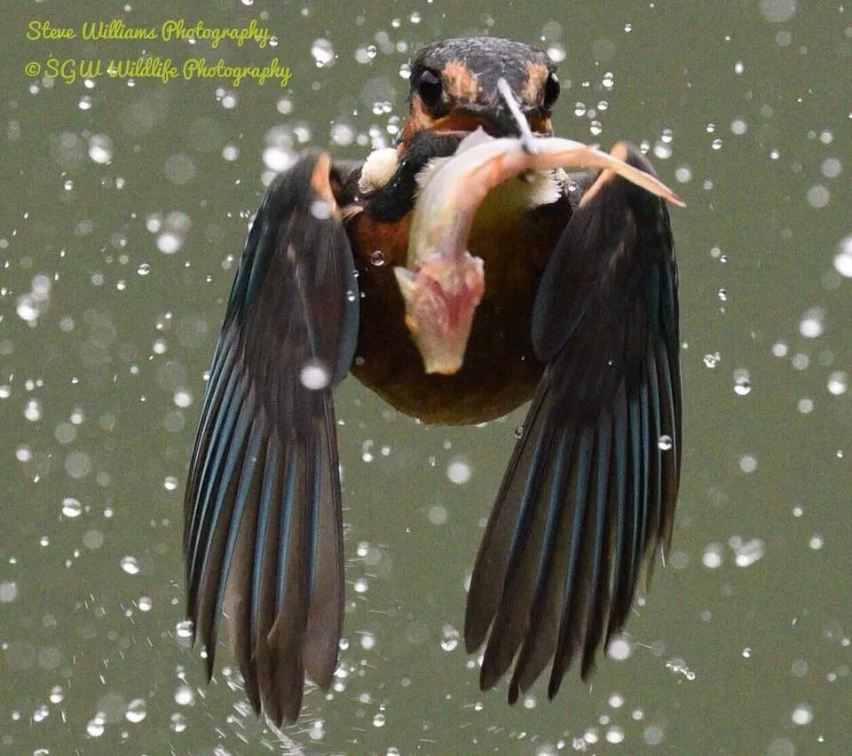 Hunting Kingfisher