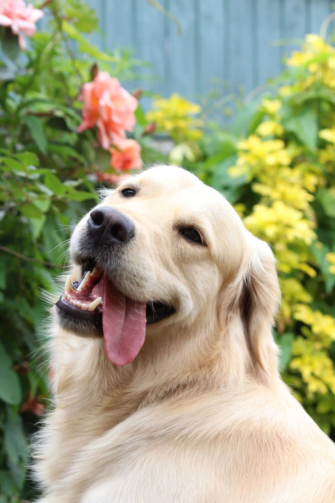 Charlie the Golden Retriever