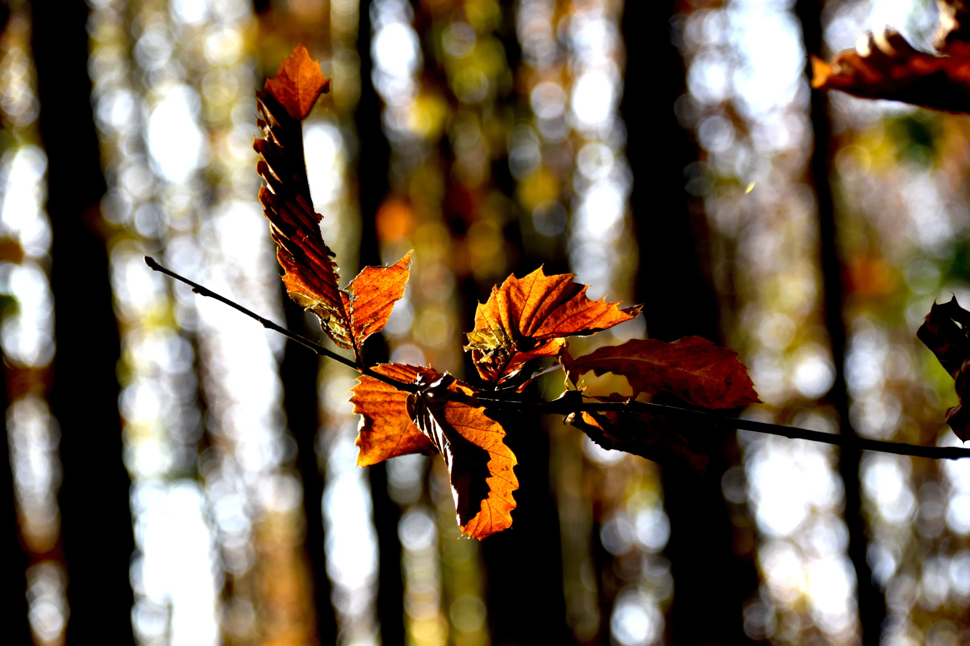 Autumn Leaves in the Sun