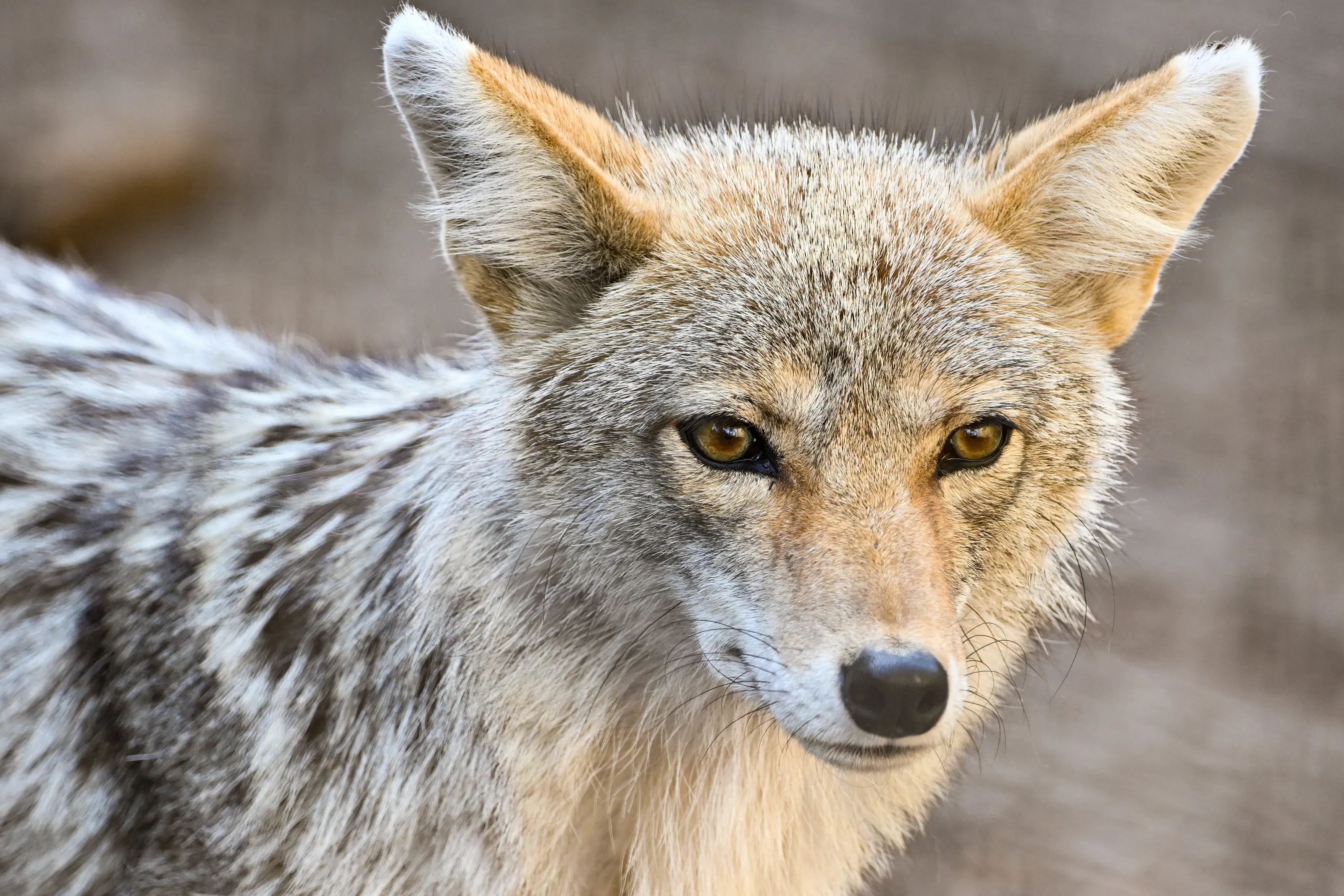 The Eyes of Hunger