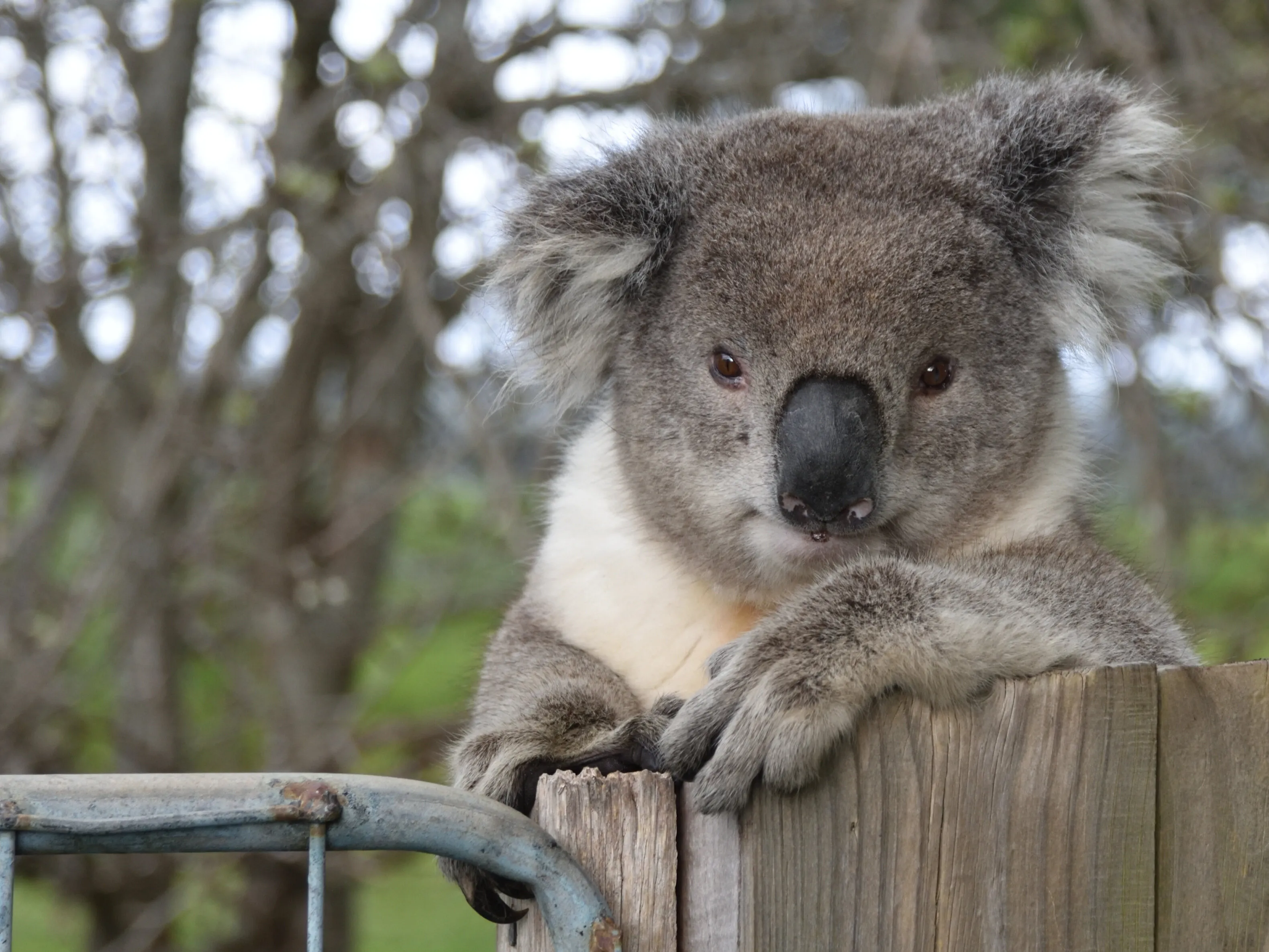 G'day