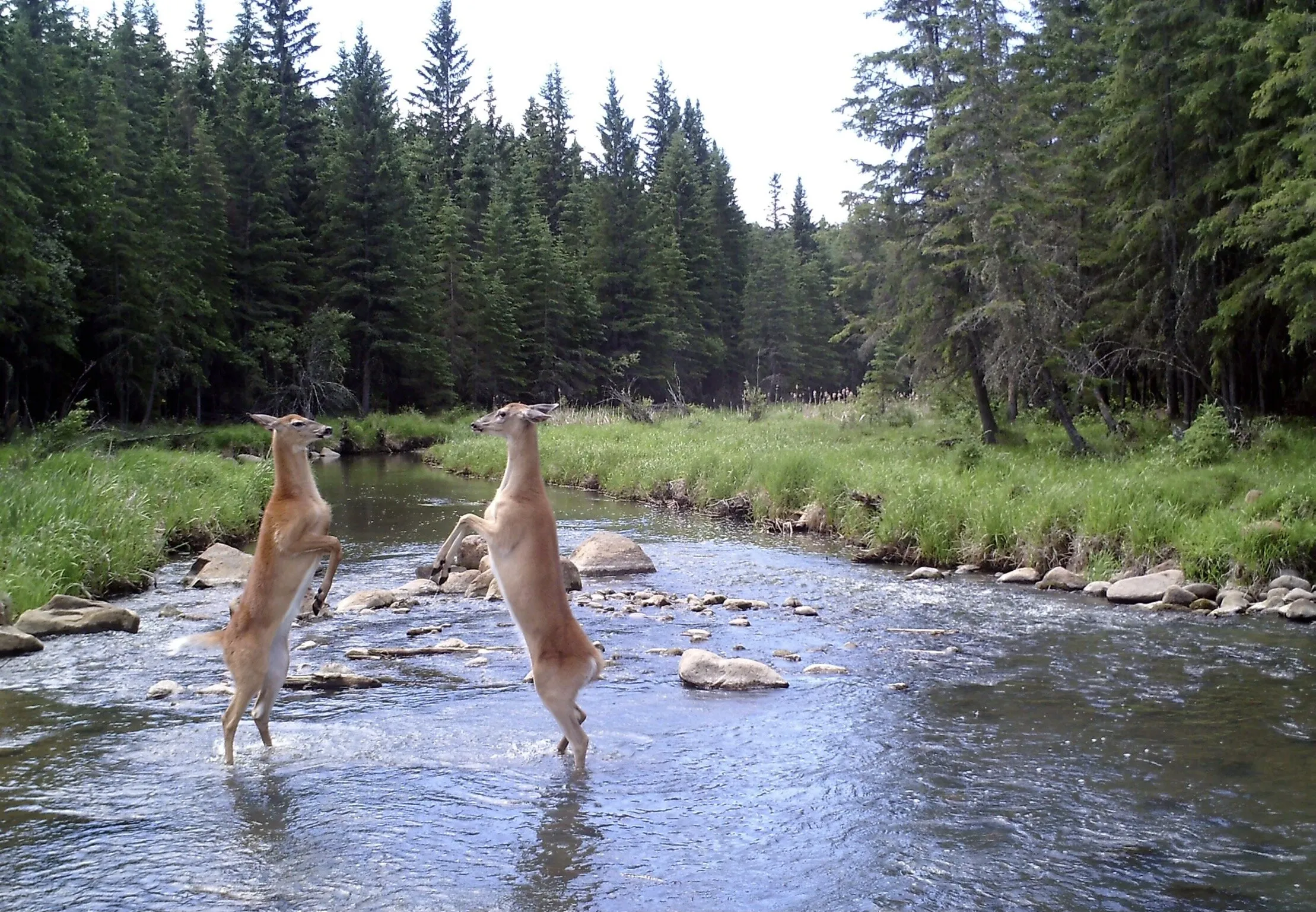 River Rumble