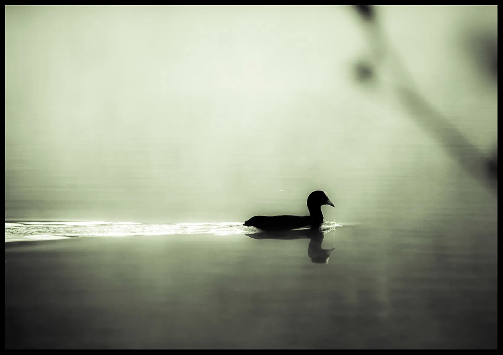 Early bird