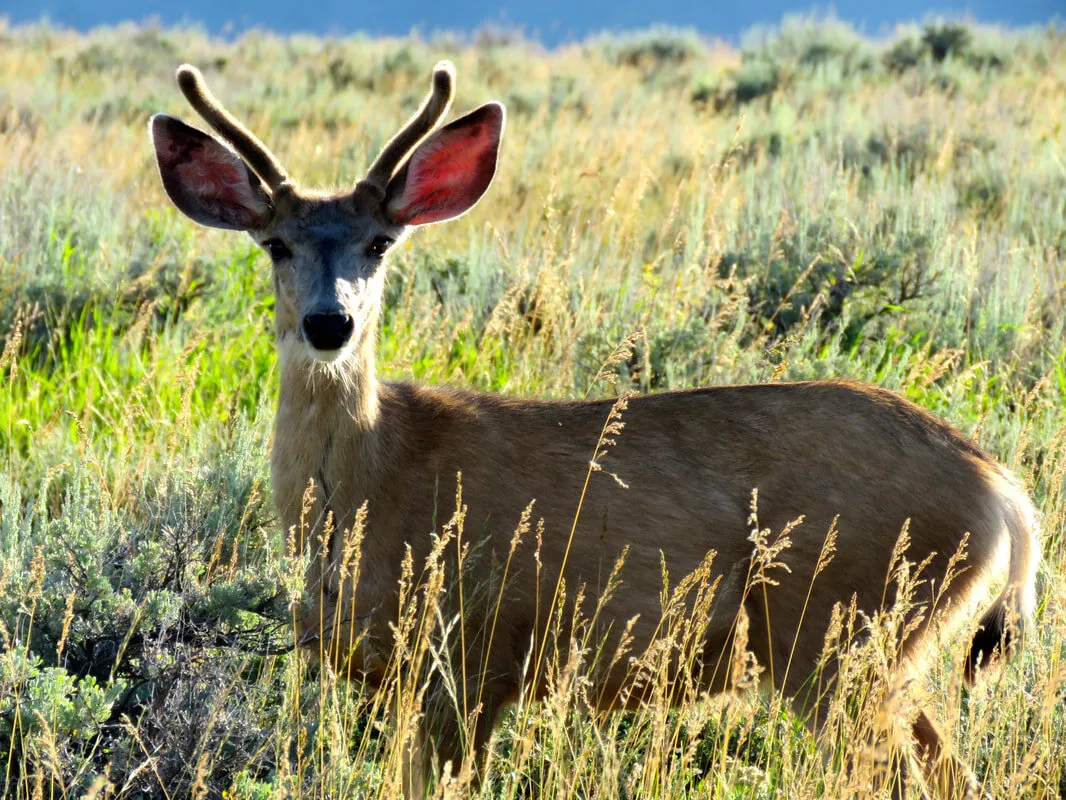 Young Deer