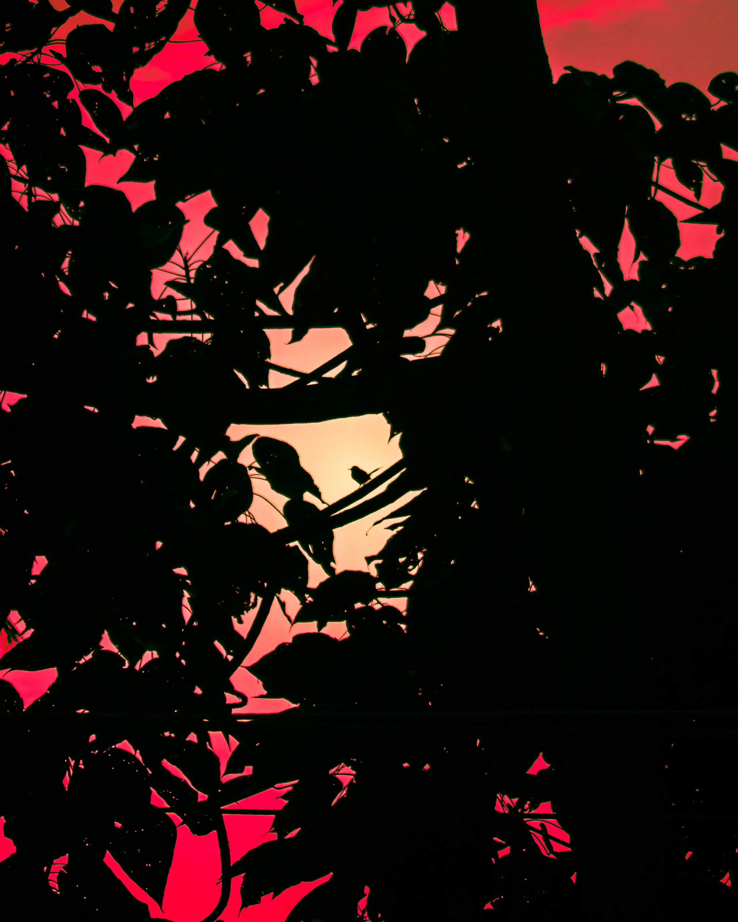 Shadow of bird