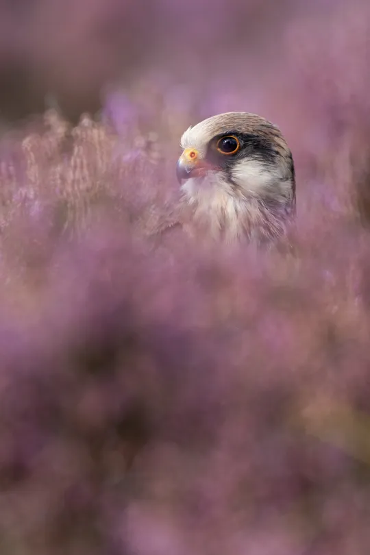 Through the heather