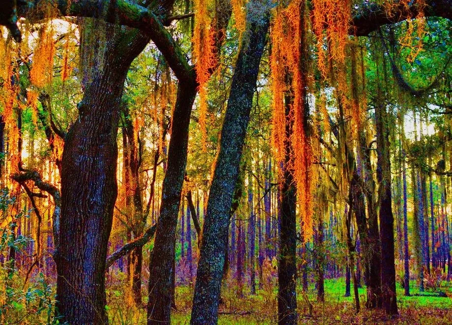 withlachooche state park