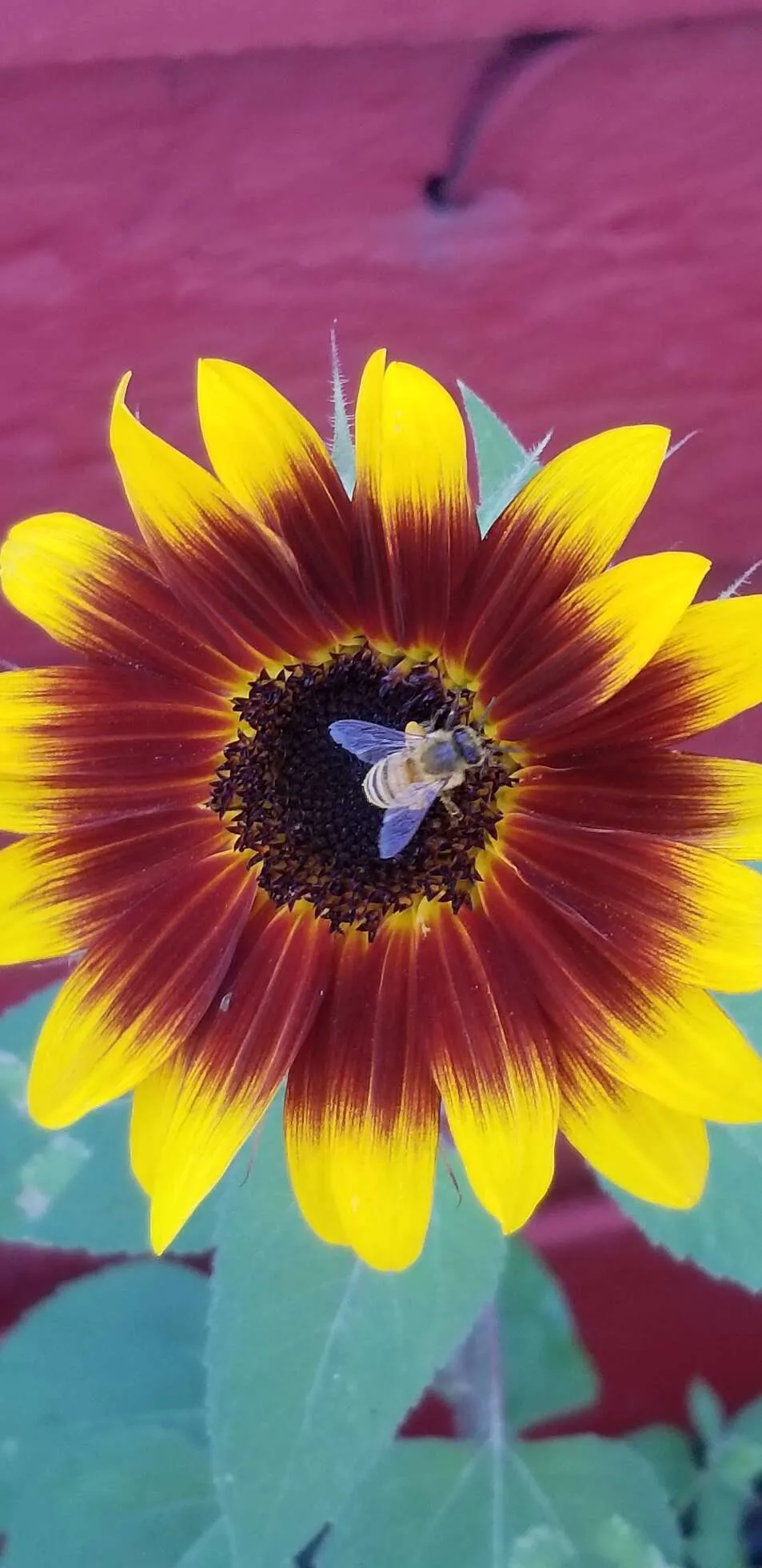 The worker Bee