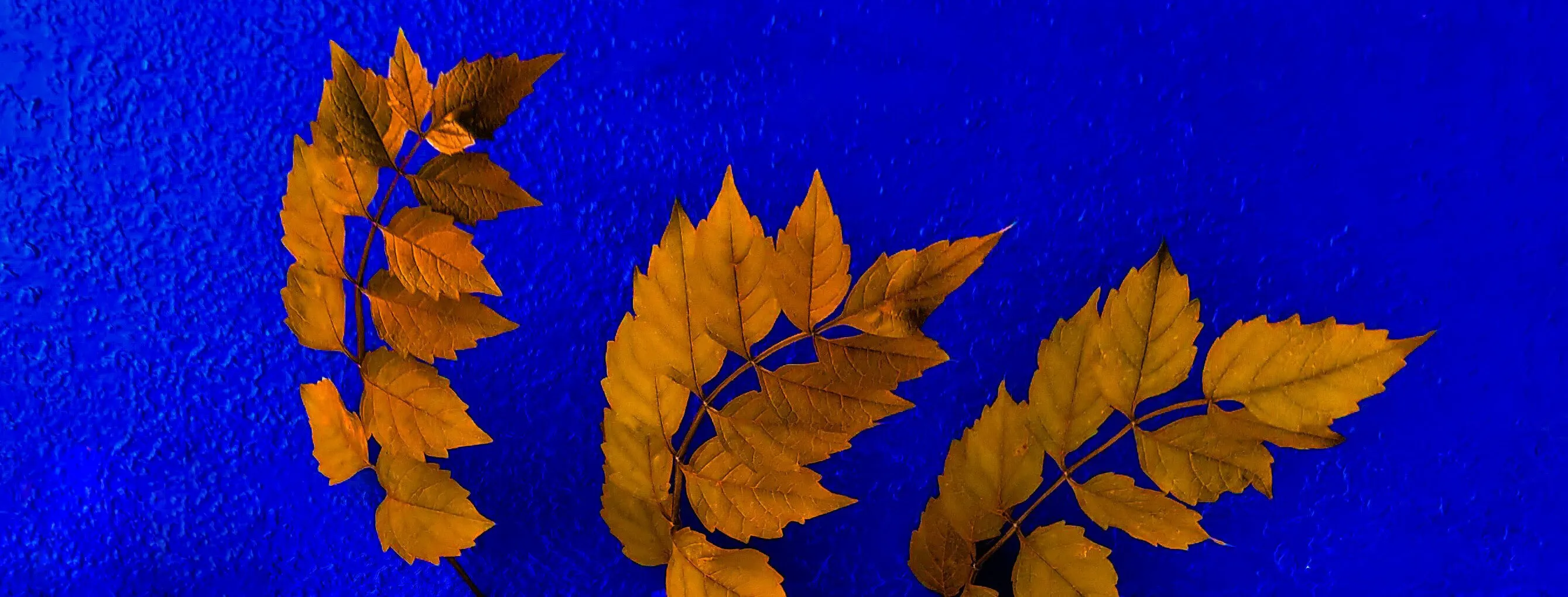 Banner image
