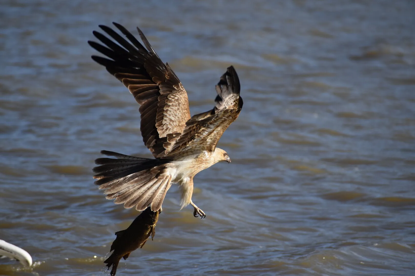 Cheeky Hawk