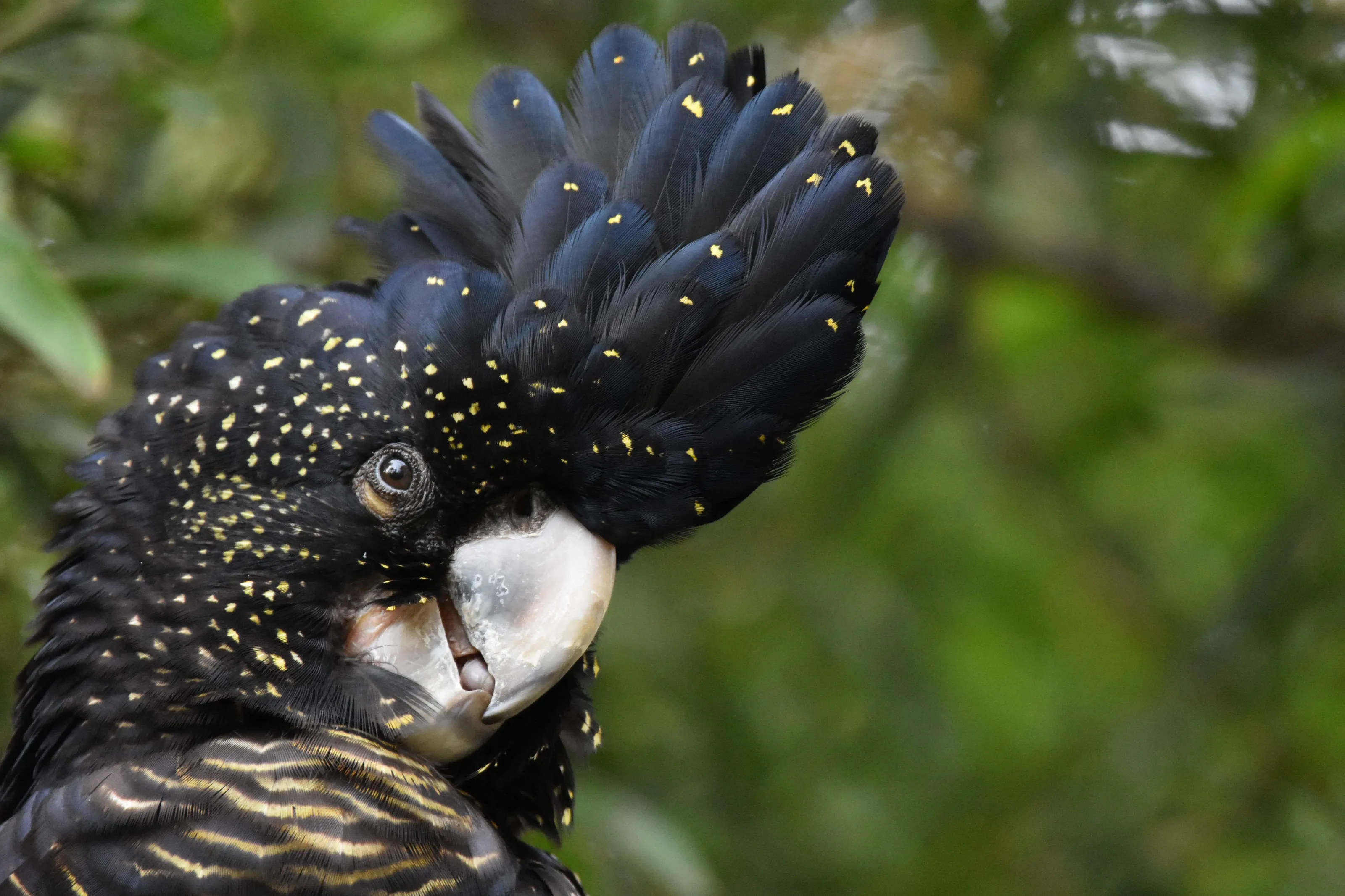 Red-Tailed Black Cockatoo