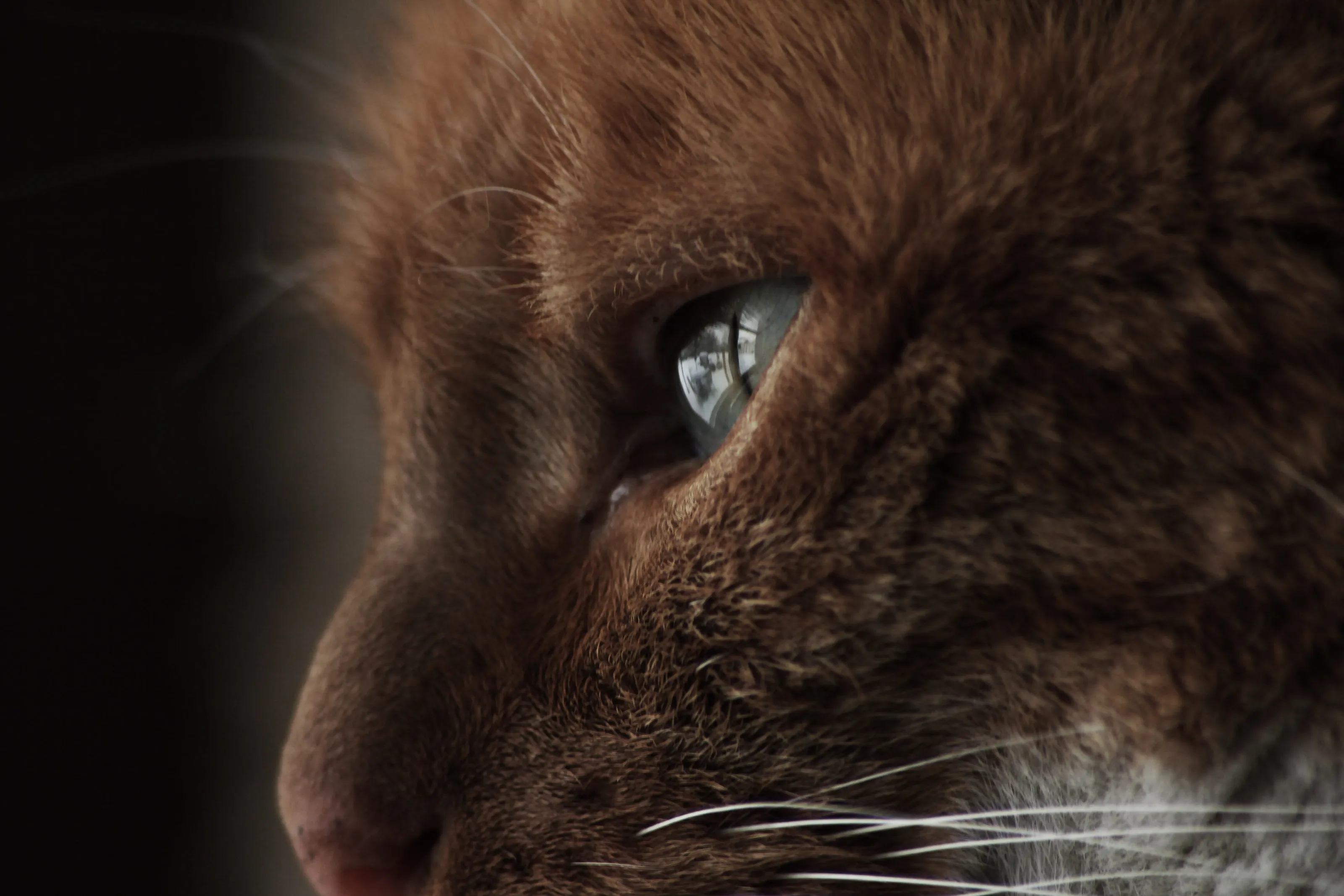 Little Cheetah