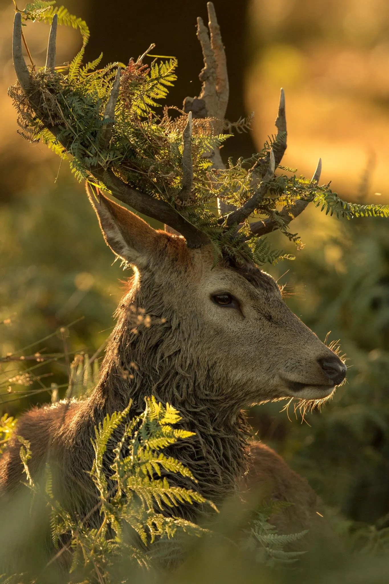 The Prince of the Forest