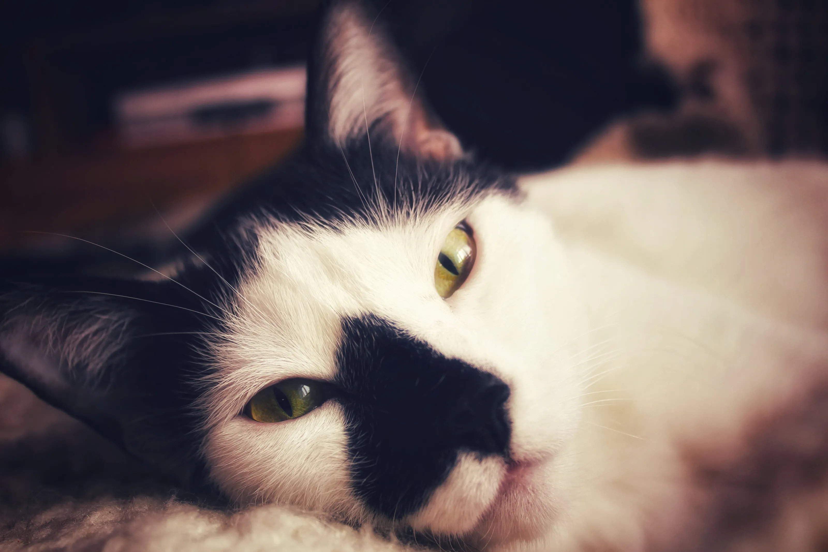 Seamus