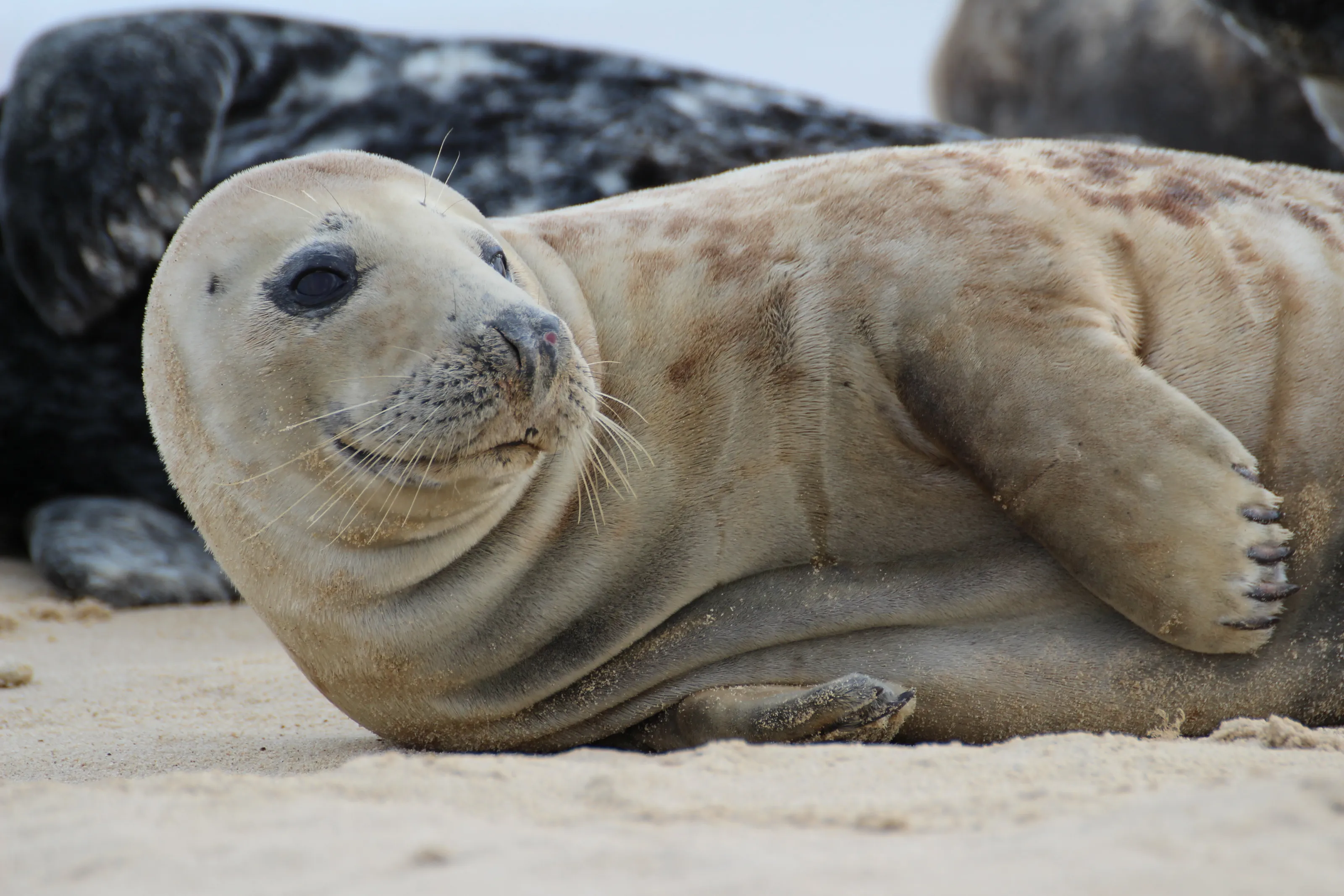 A Grey Seal of Horsey Bay