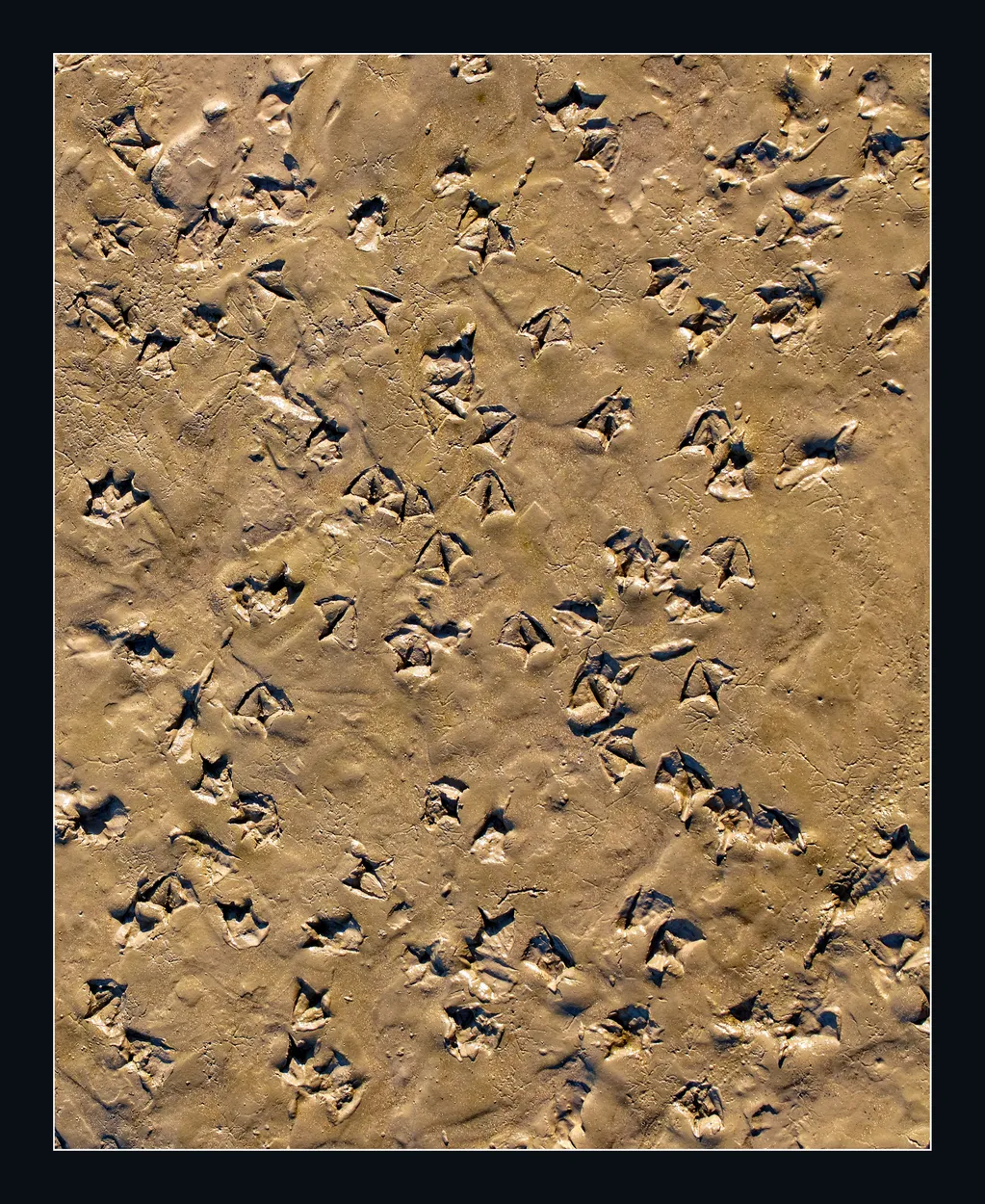 Entry 11372902