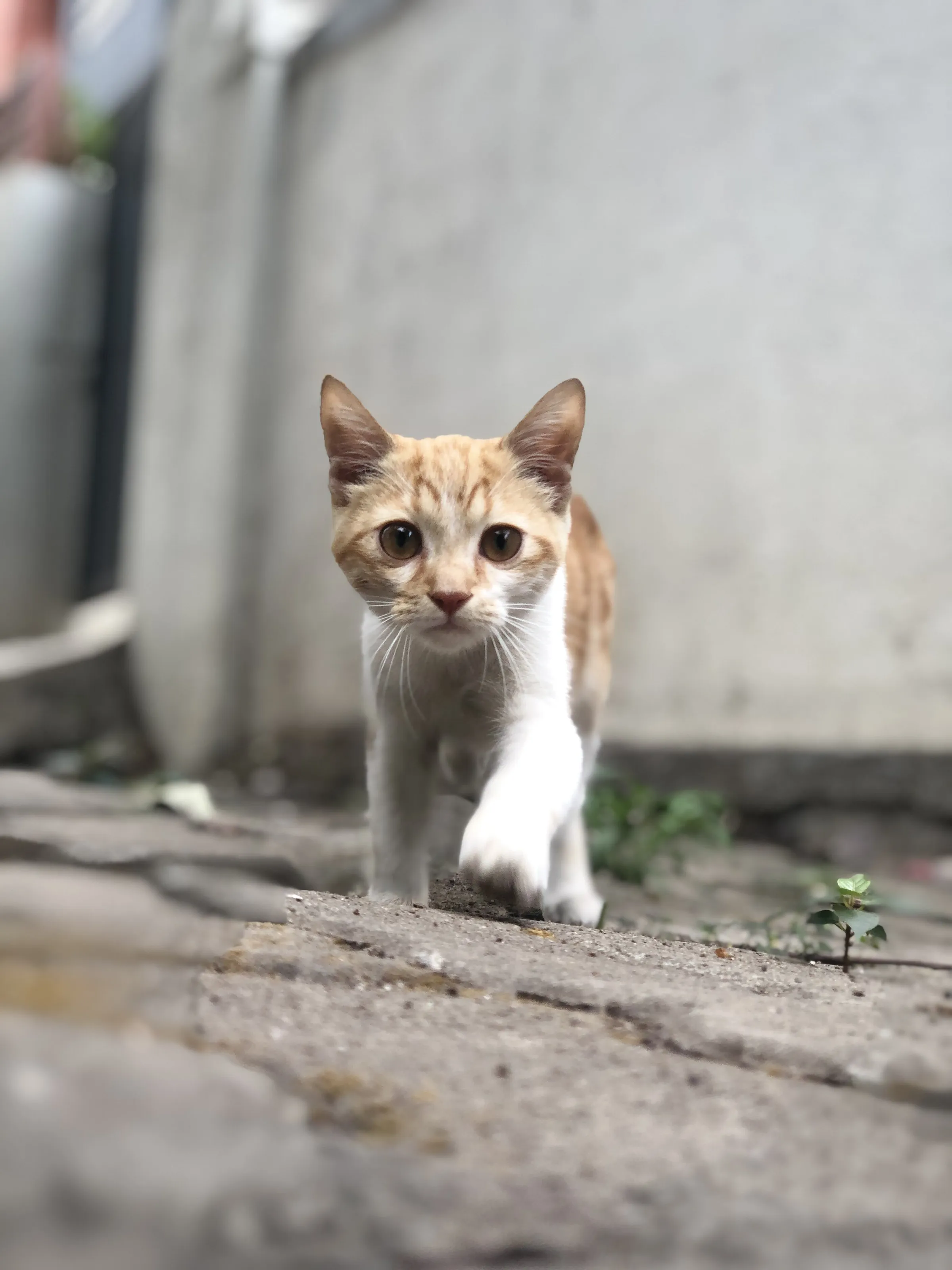 The last walk