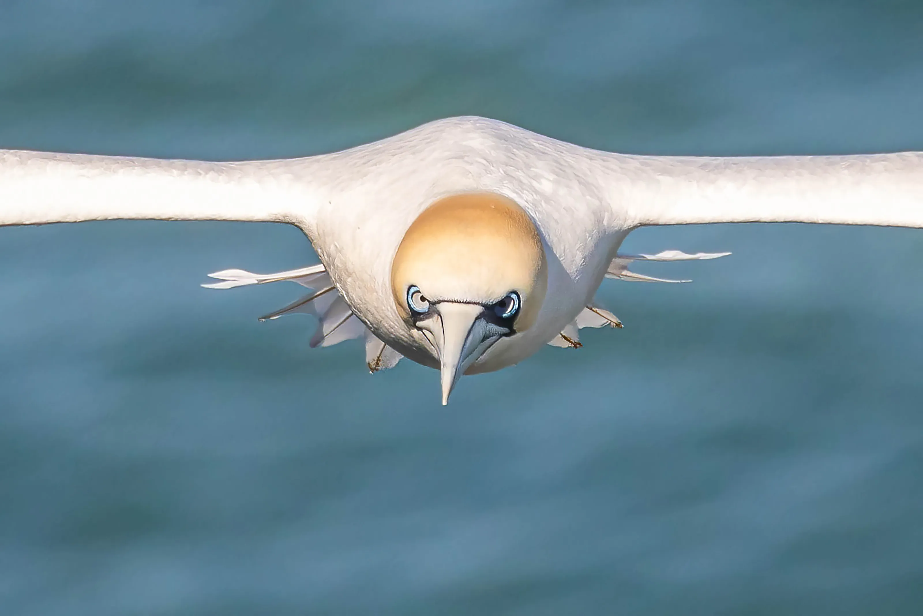Incoming Gannet