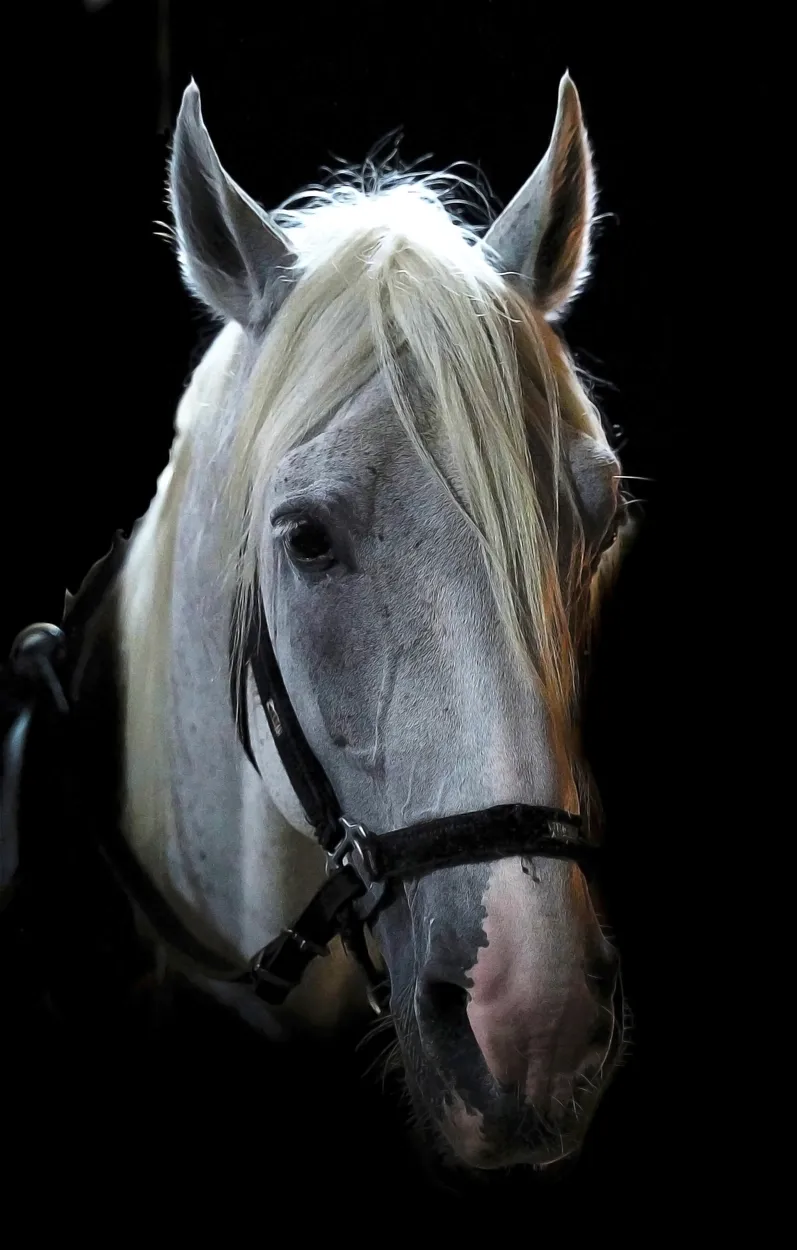 Entry 10632699
