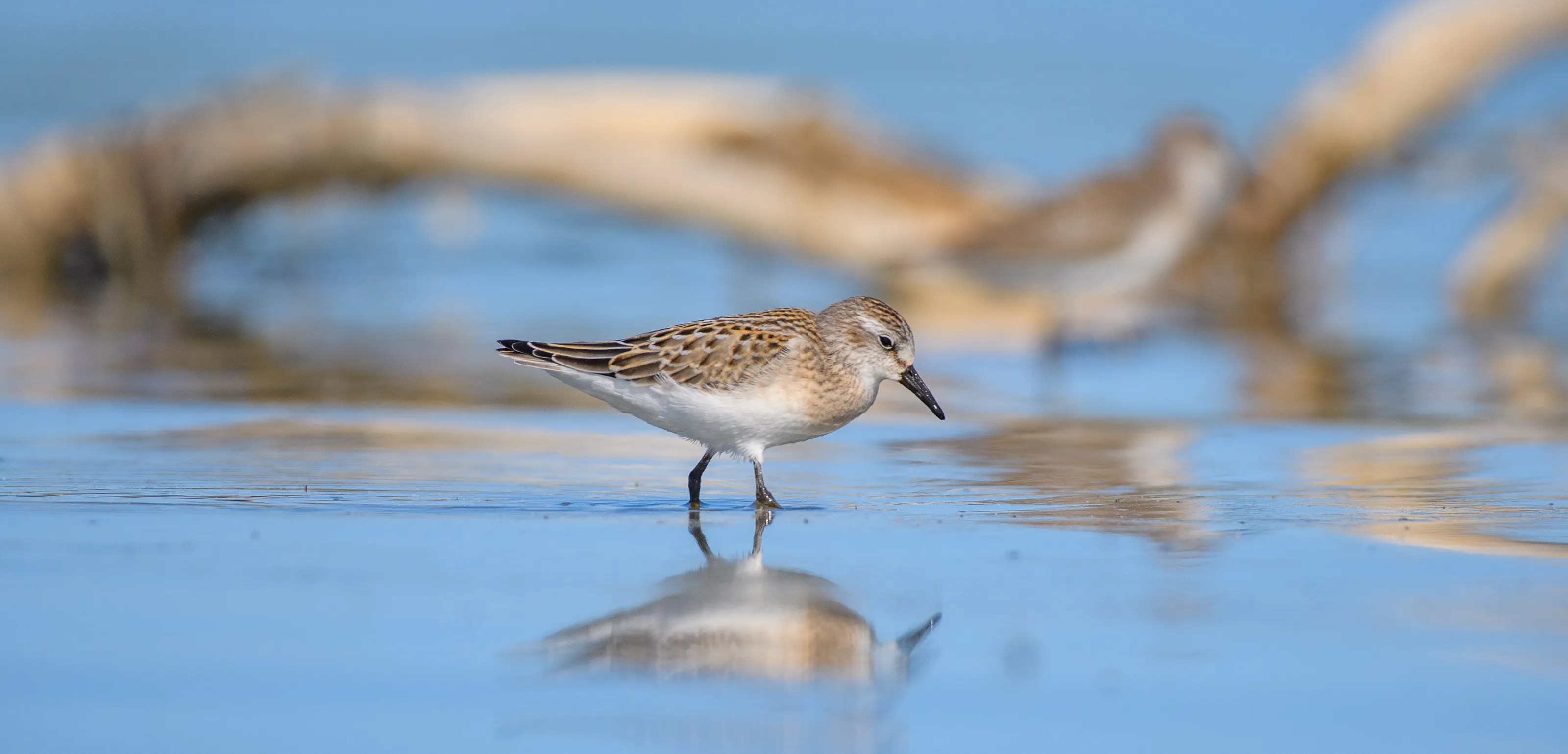 SemiPalmated Sandpiper