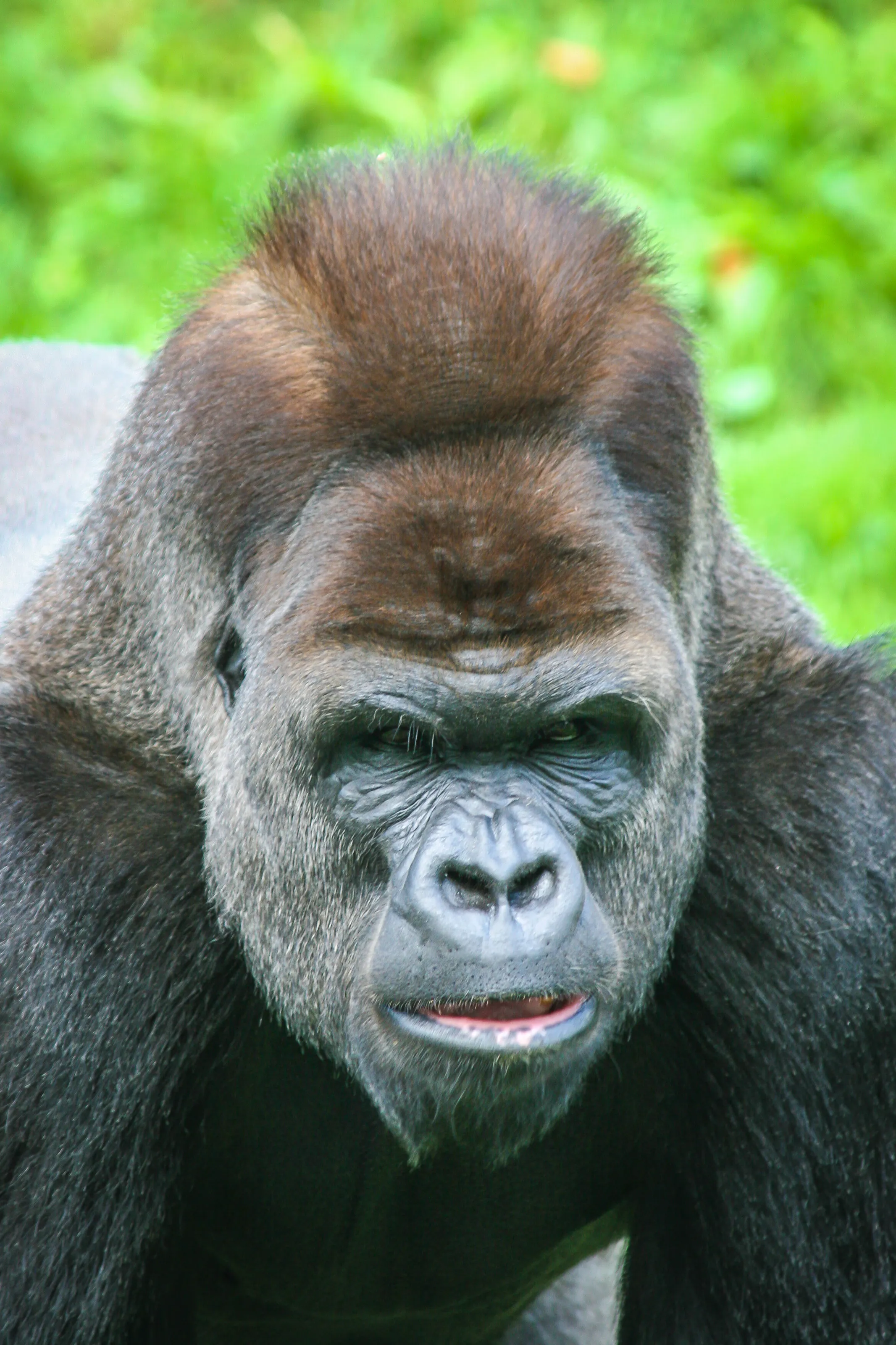 Gorilla at Durrell Jersey