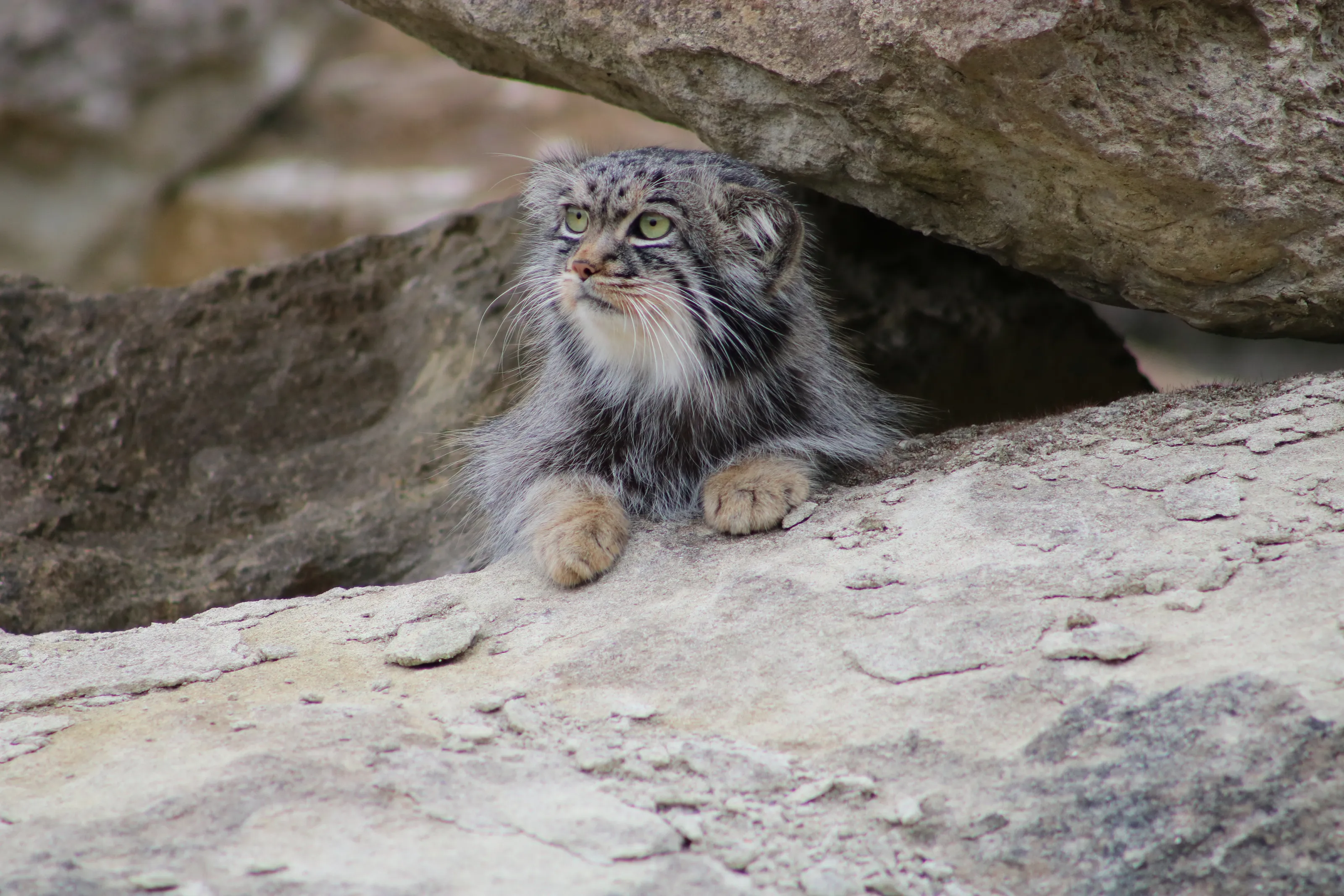 Pallas's cat