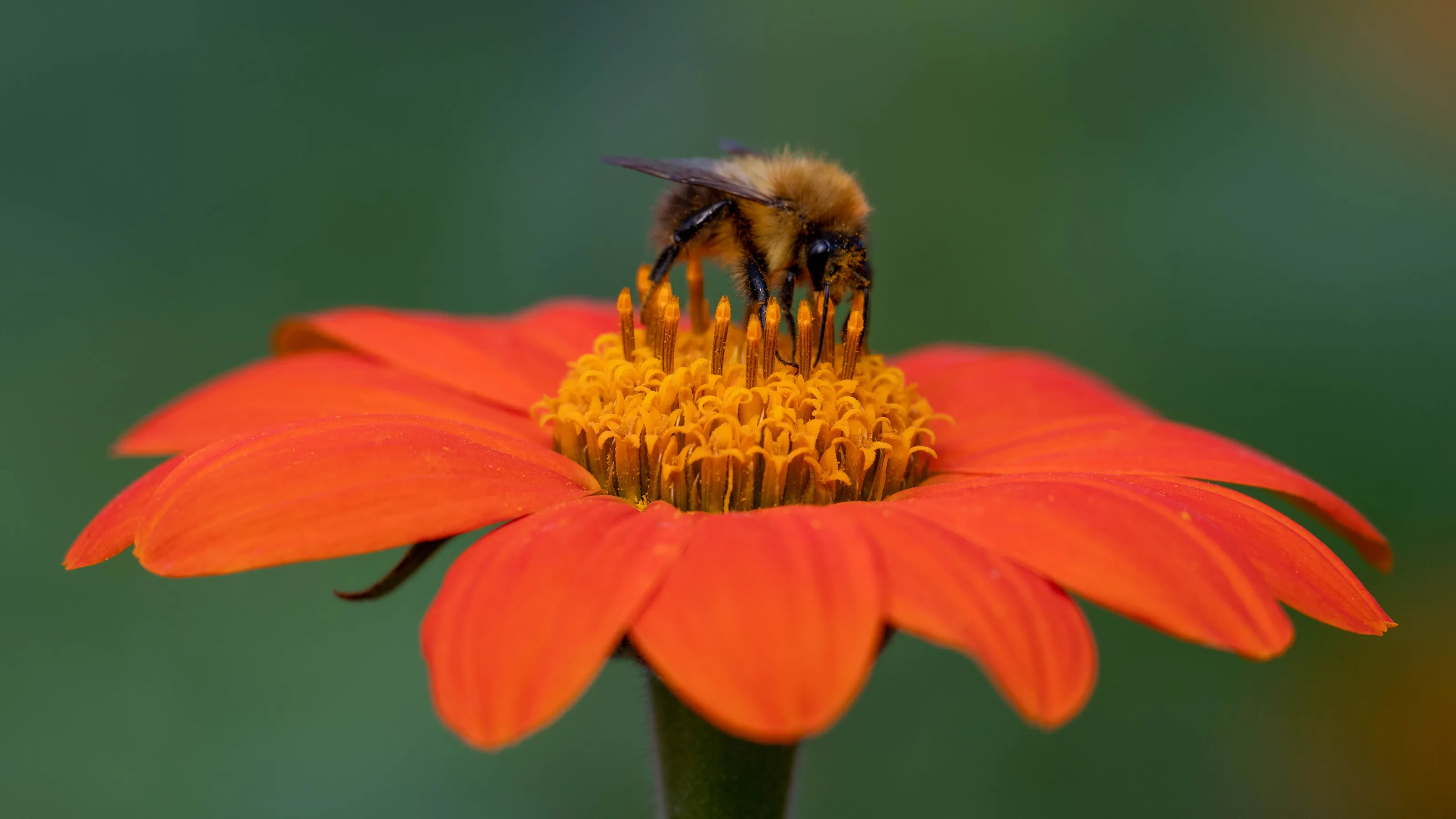 Bee On Flower