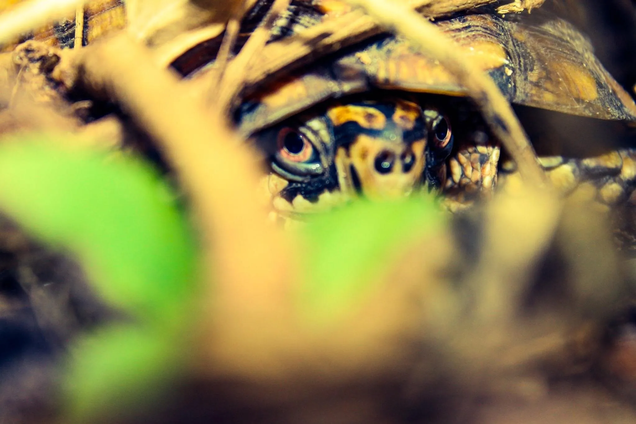 Peek A Boo