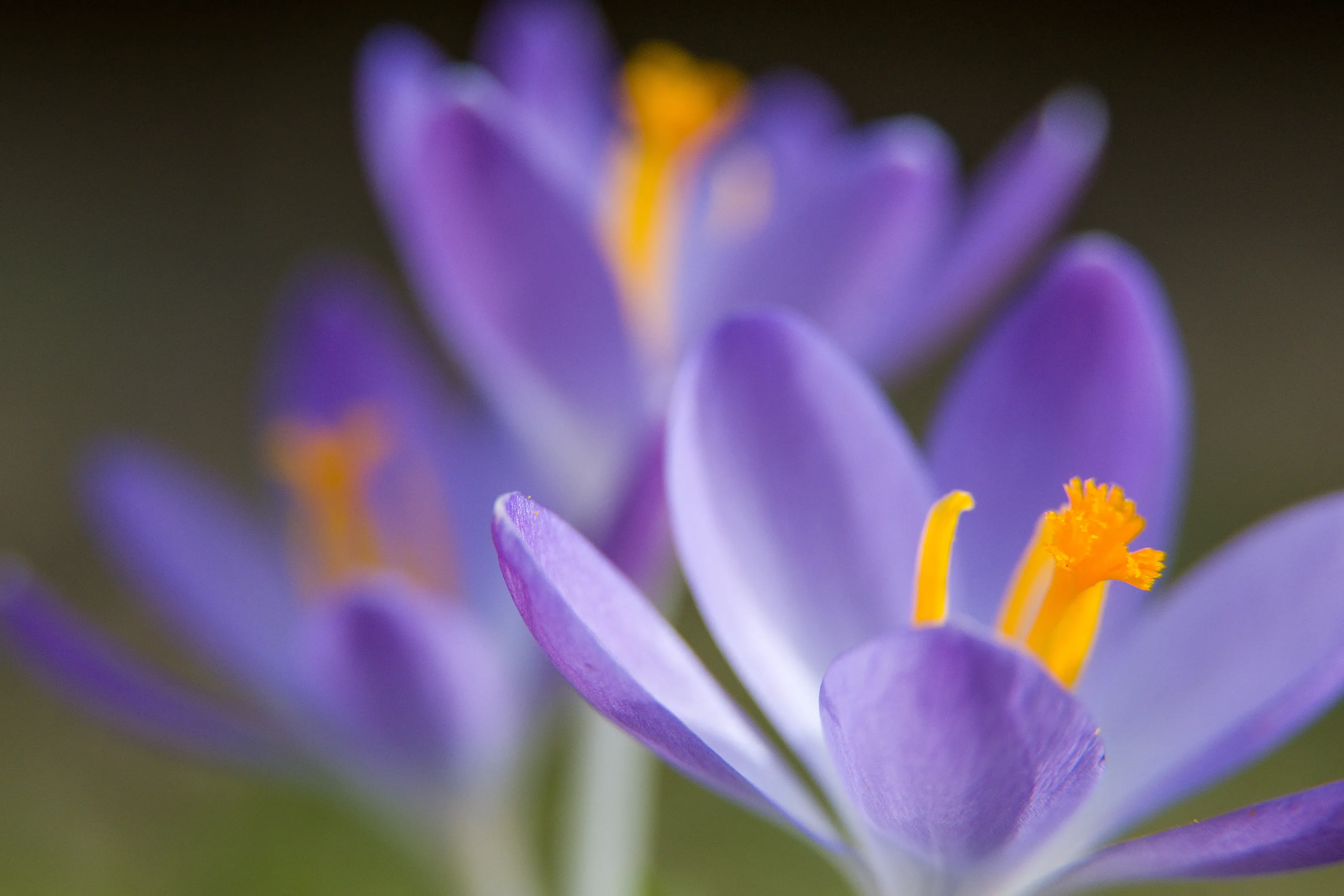 First signs of spring