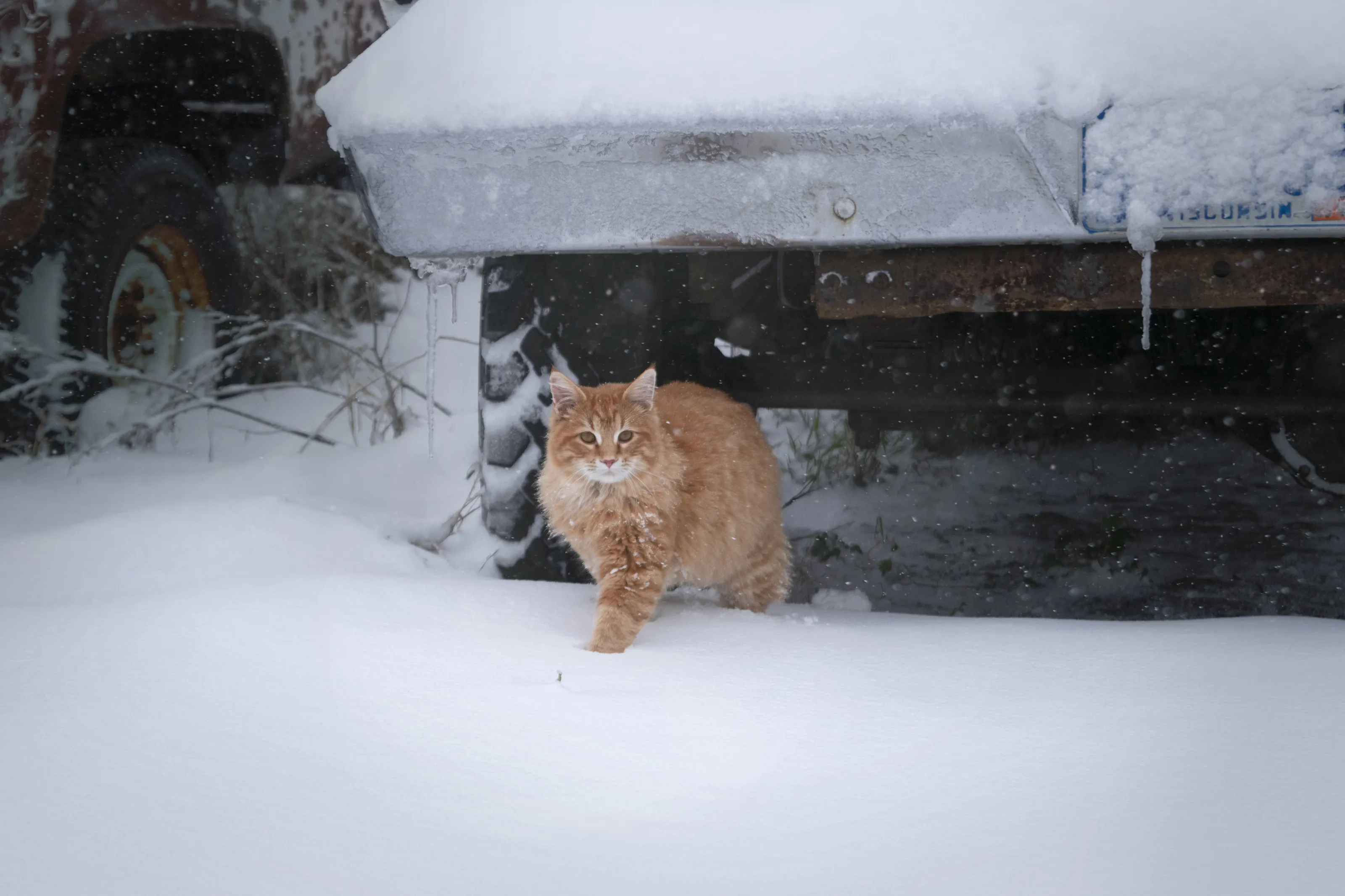 Tigger's First Snow