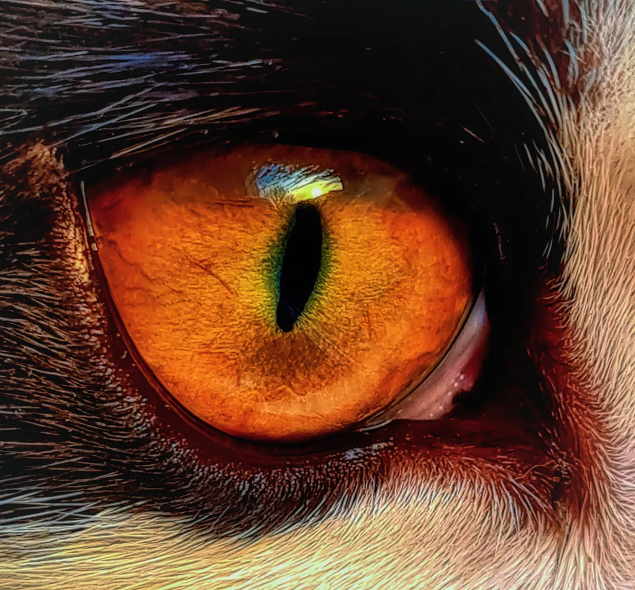 Entry 21517026