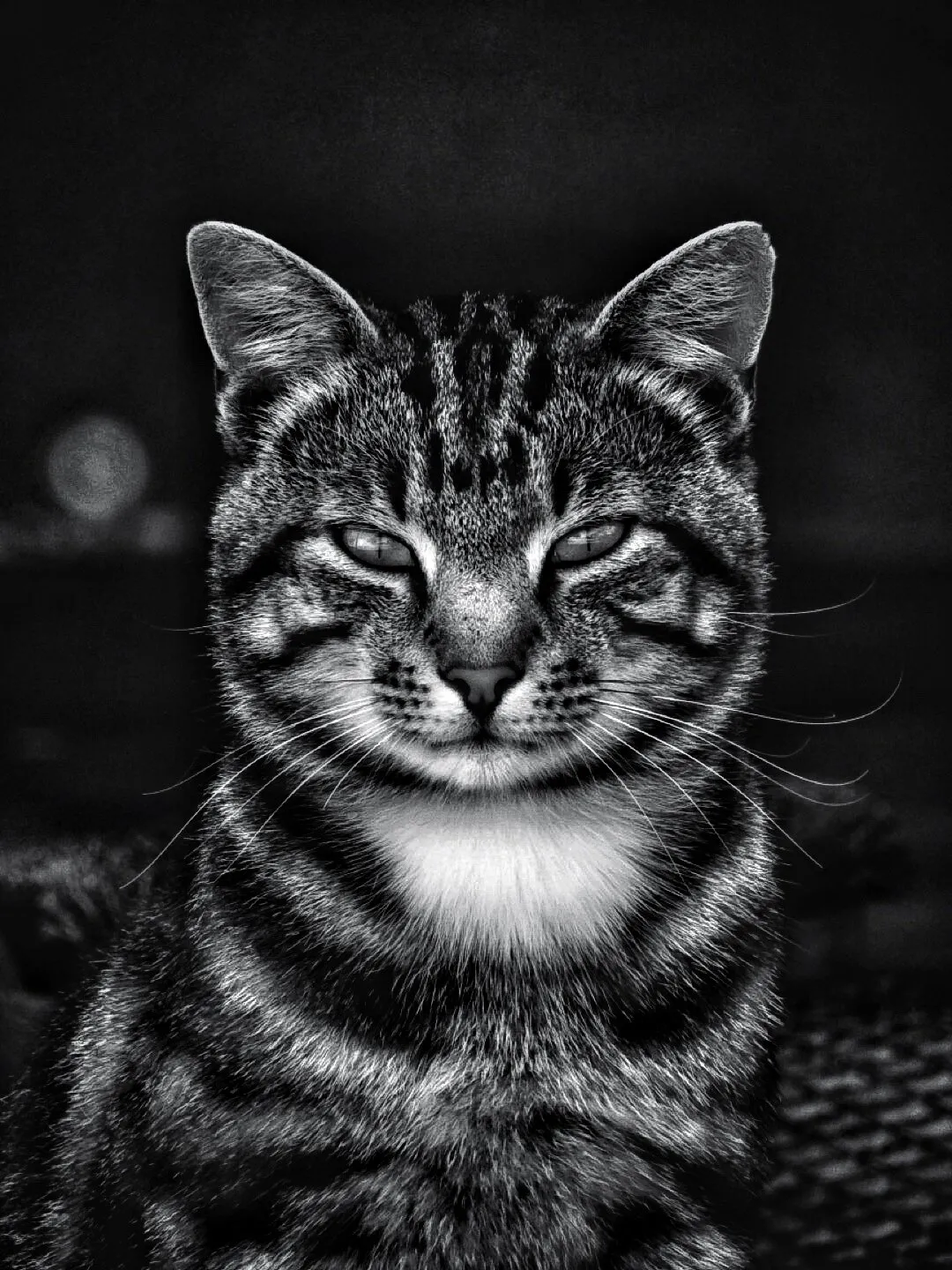 The dramatic cat…